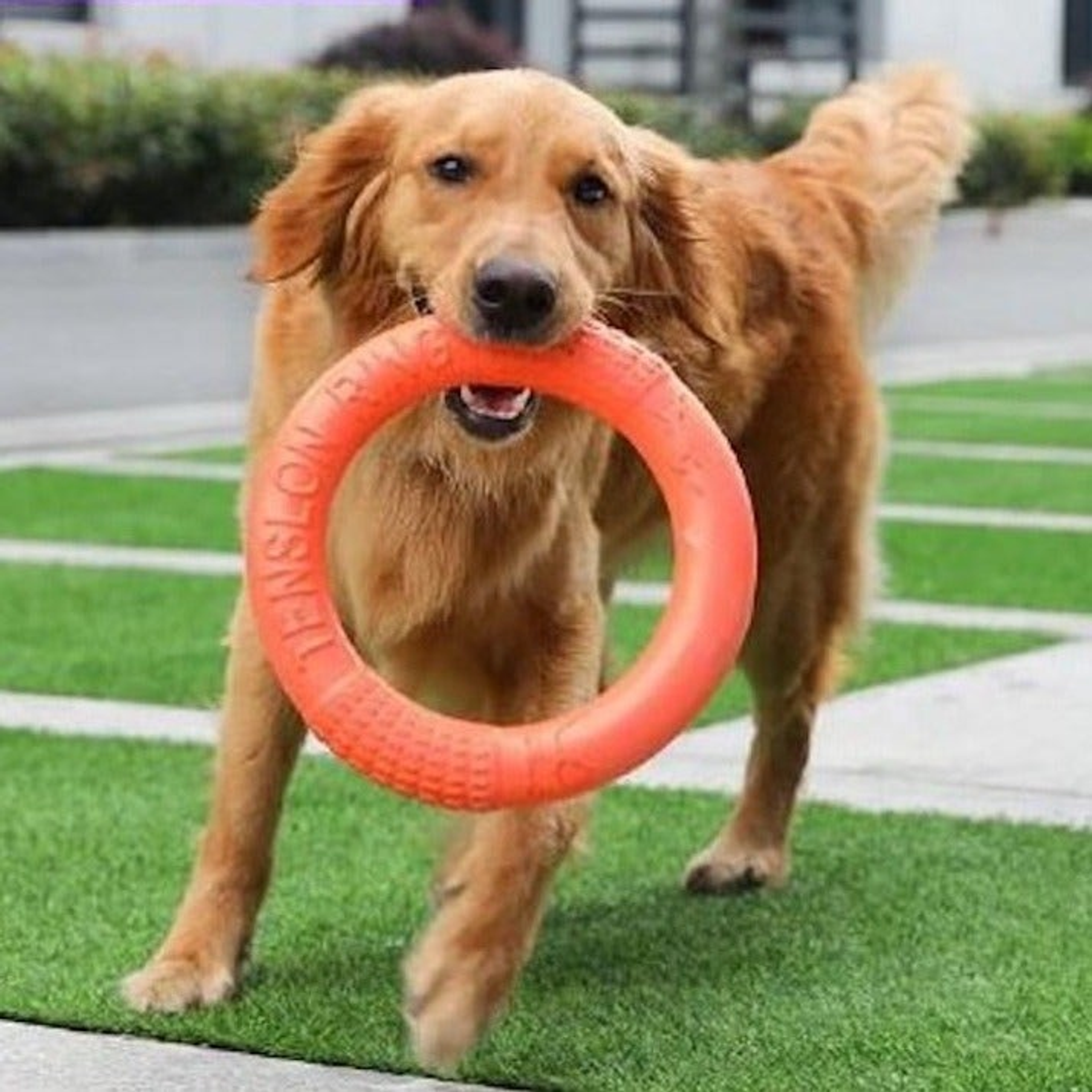 Dog Ring Toy Image 1