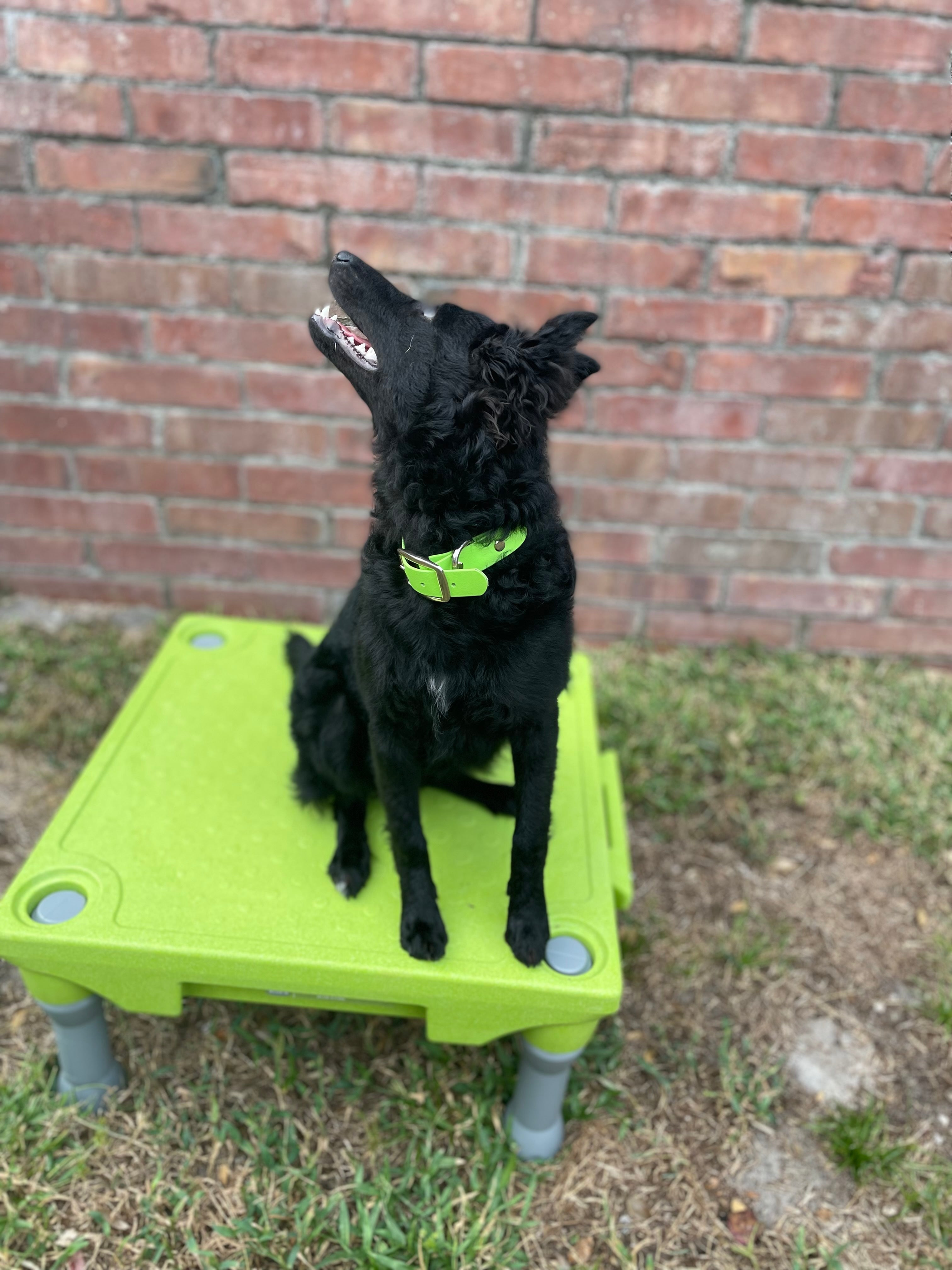 Biothane Buckle Dog Collar Image 1