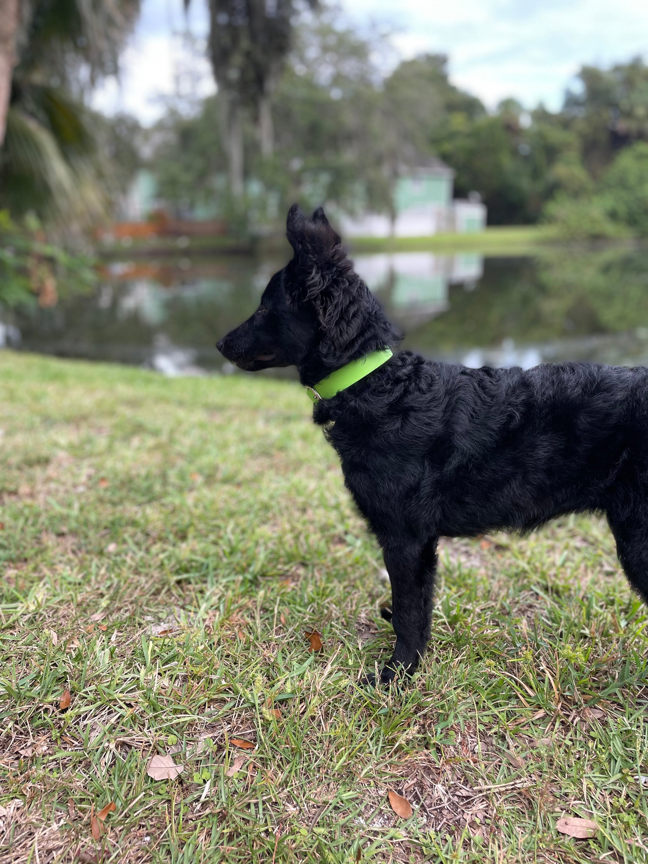 Biothane Buckle Dog Collar Image 1