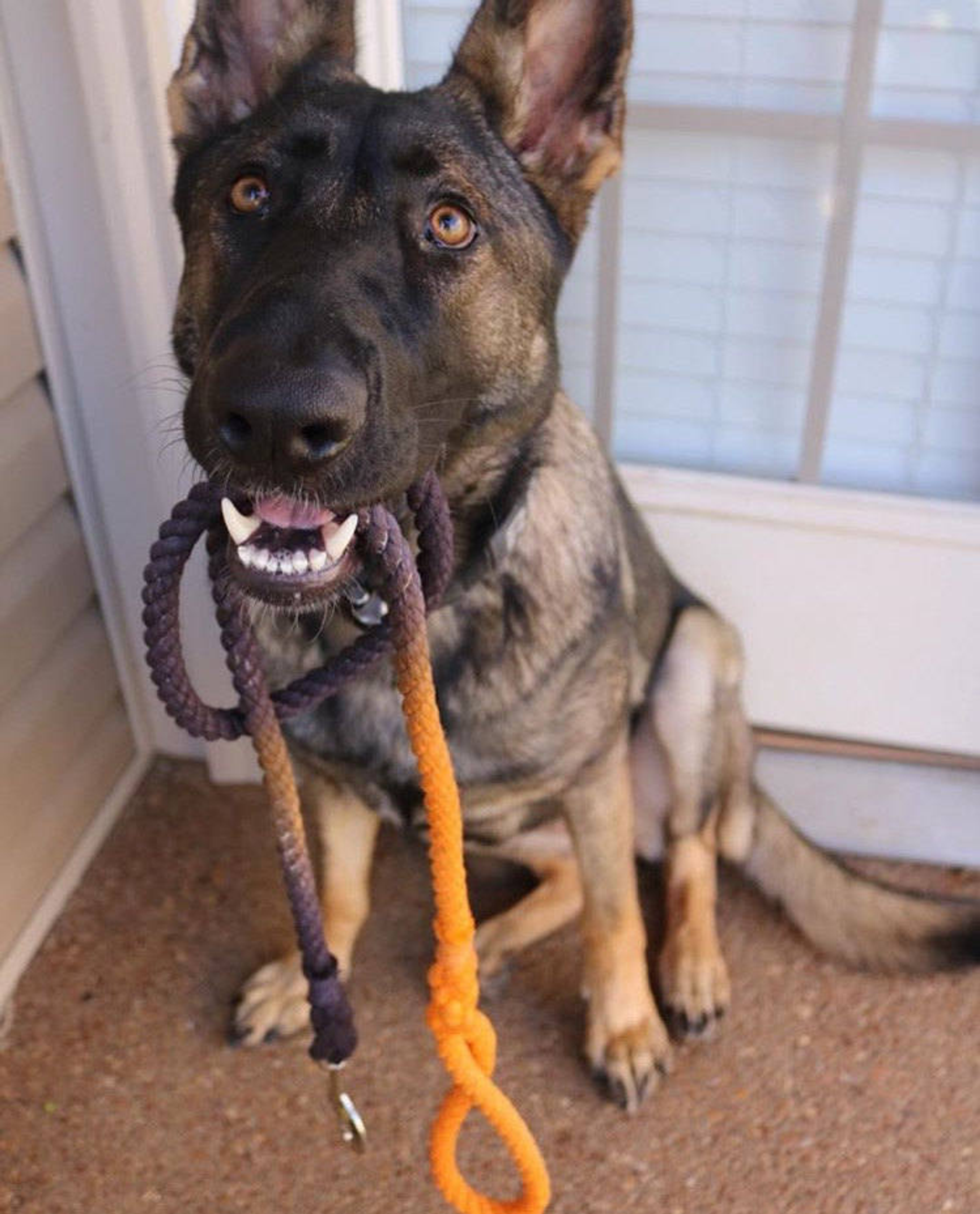 Rope Dog Leash Image 1