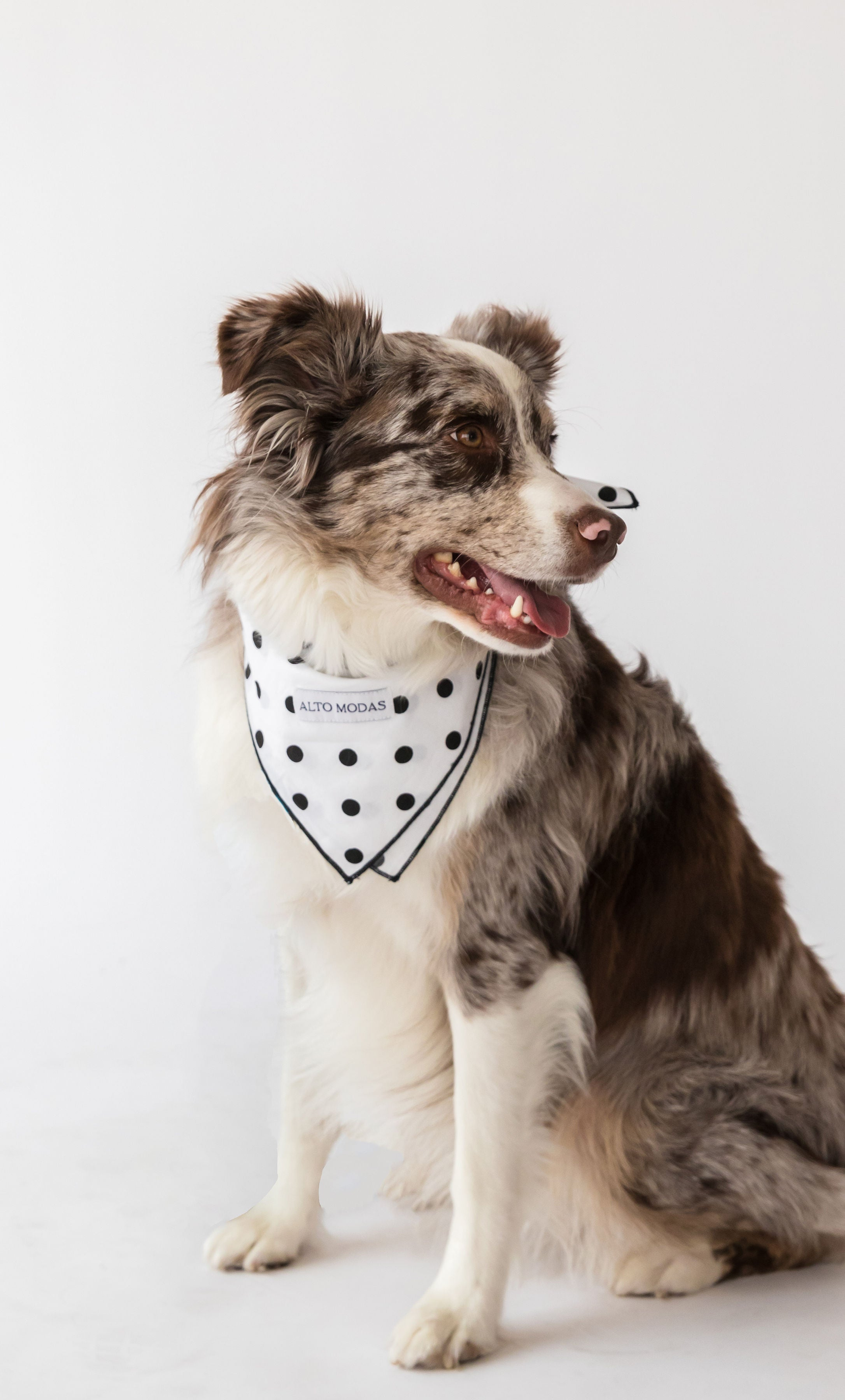 Buddy Dog Bandana Image 1