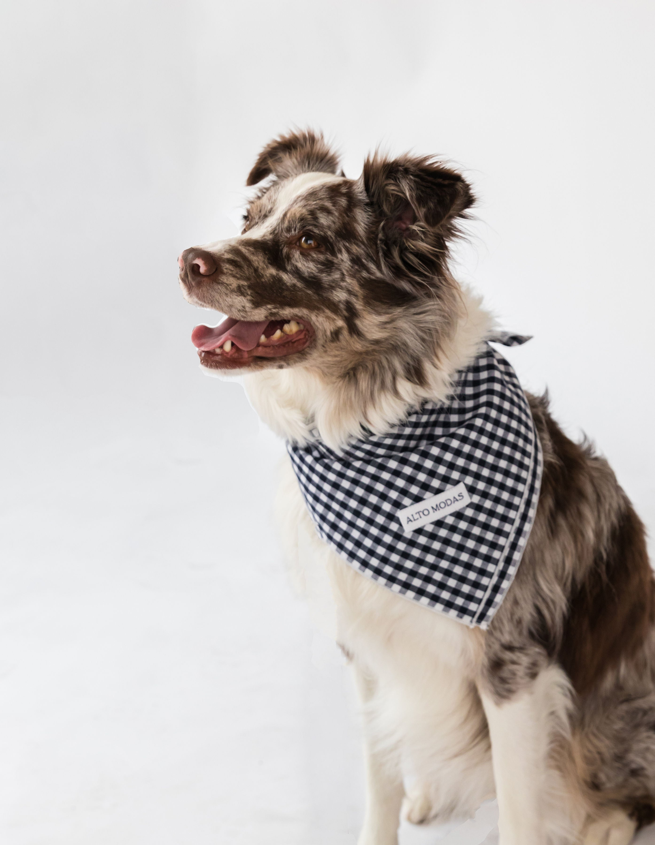 Buddy Dog Bandana Image 1
