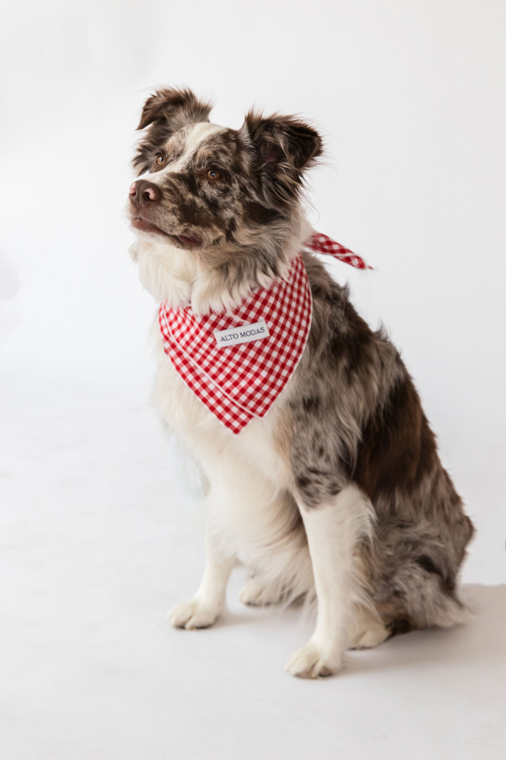 Buddy Dog Bandana Image 1