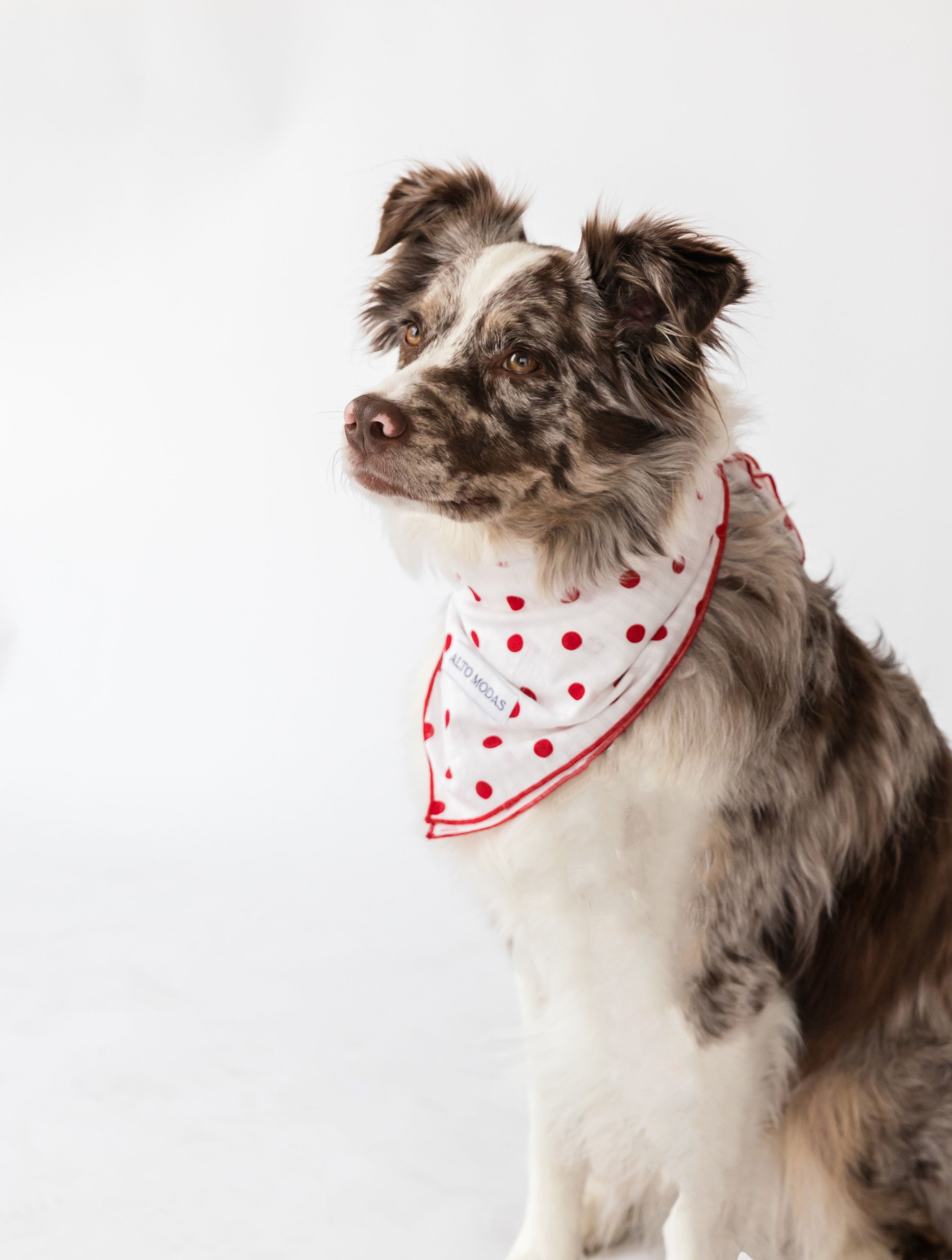 Buddy Dog Bandana Image 1