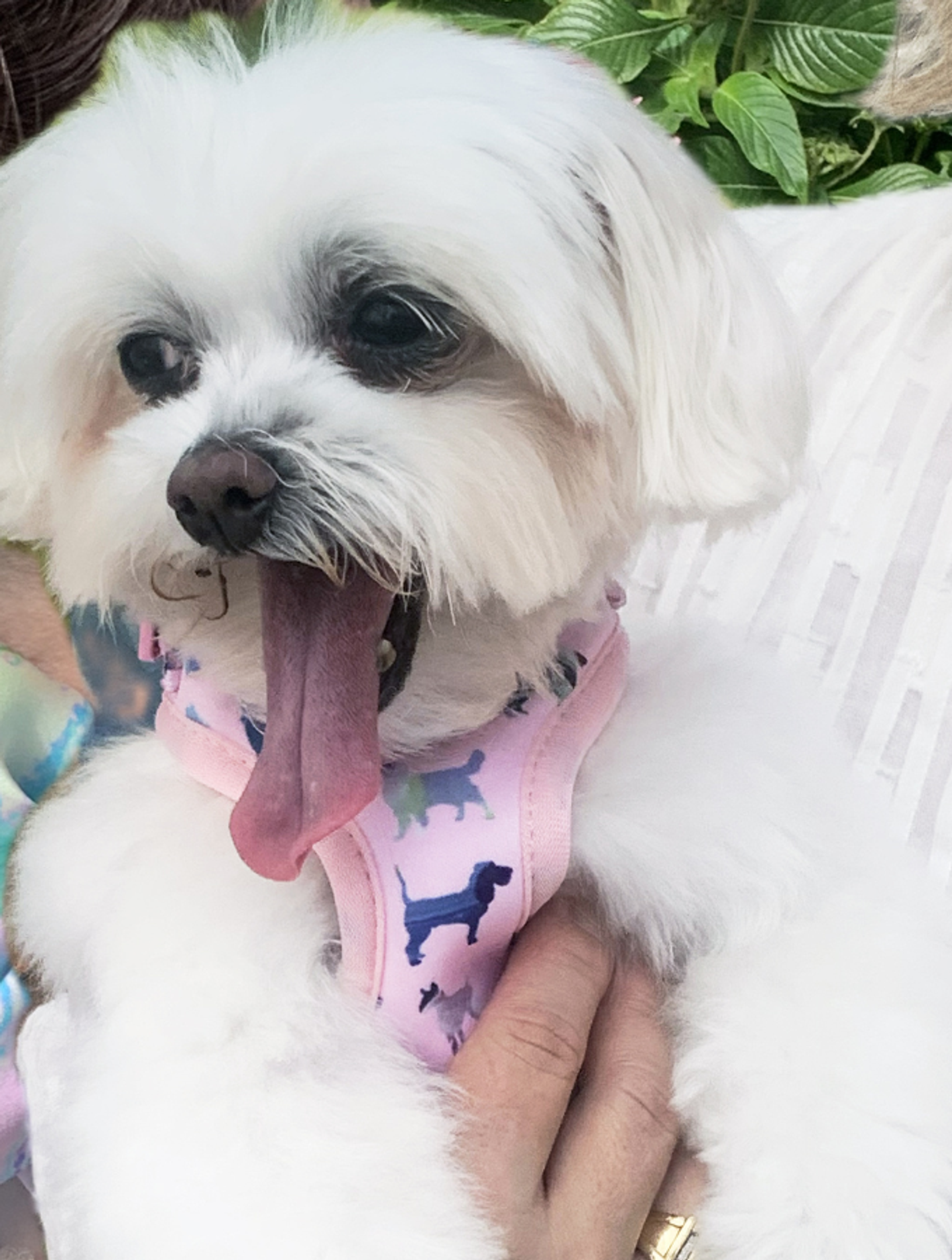 Pink Puppies Harness Image 1