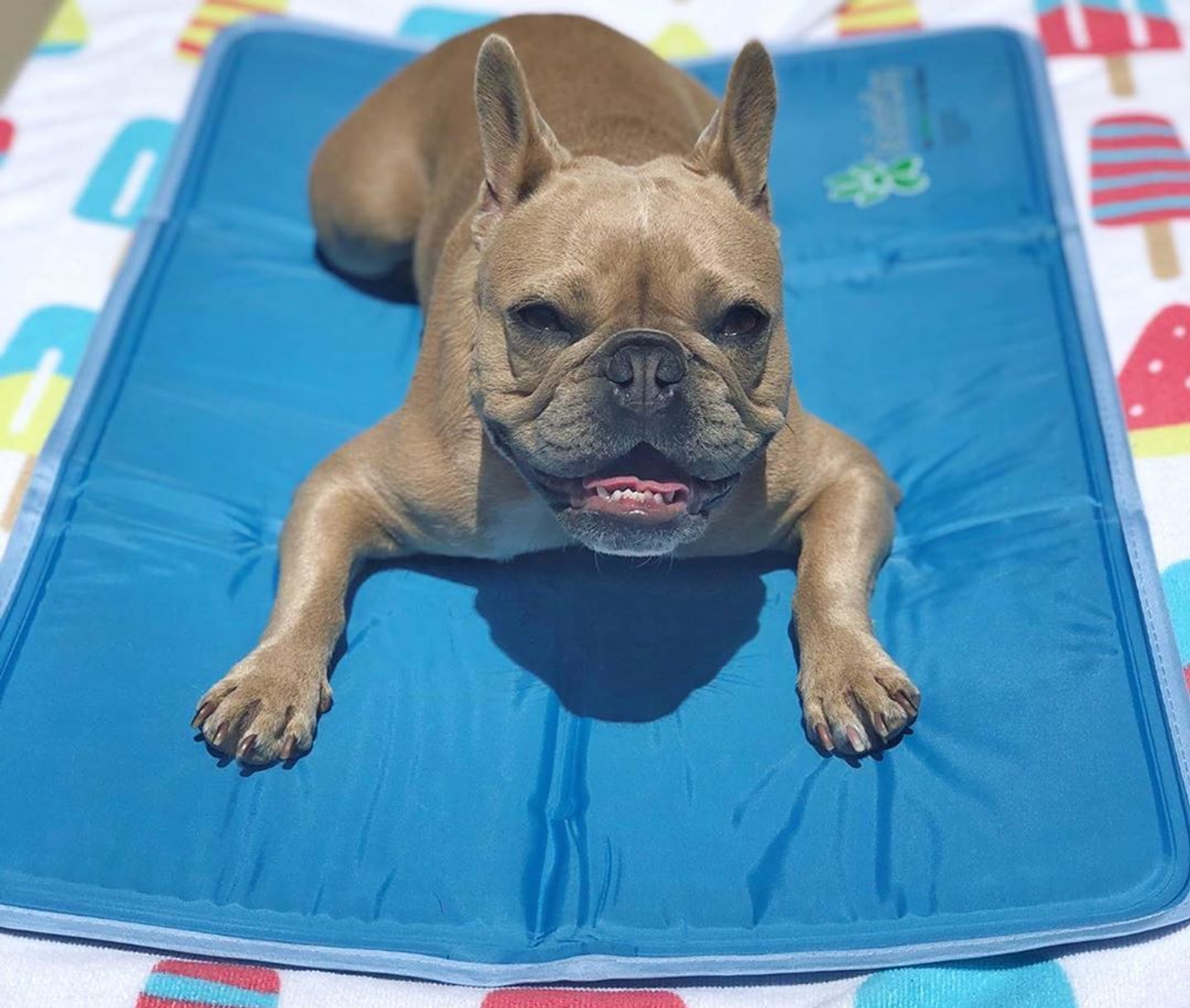 Cool Pet Pad Image 1