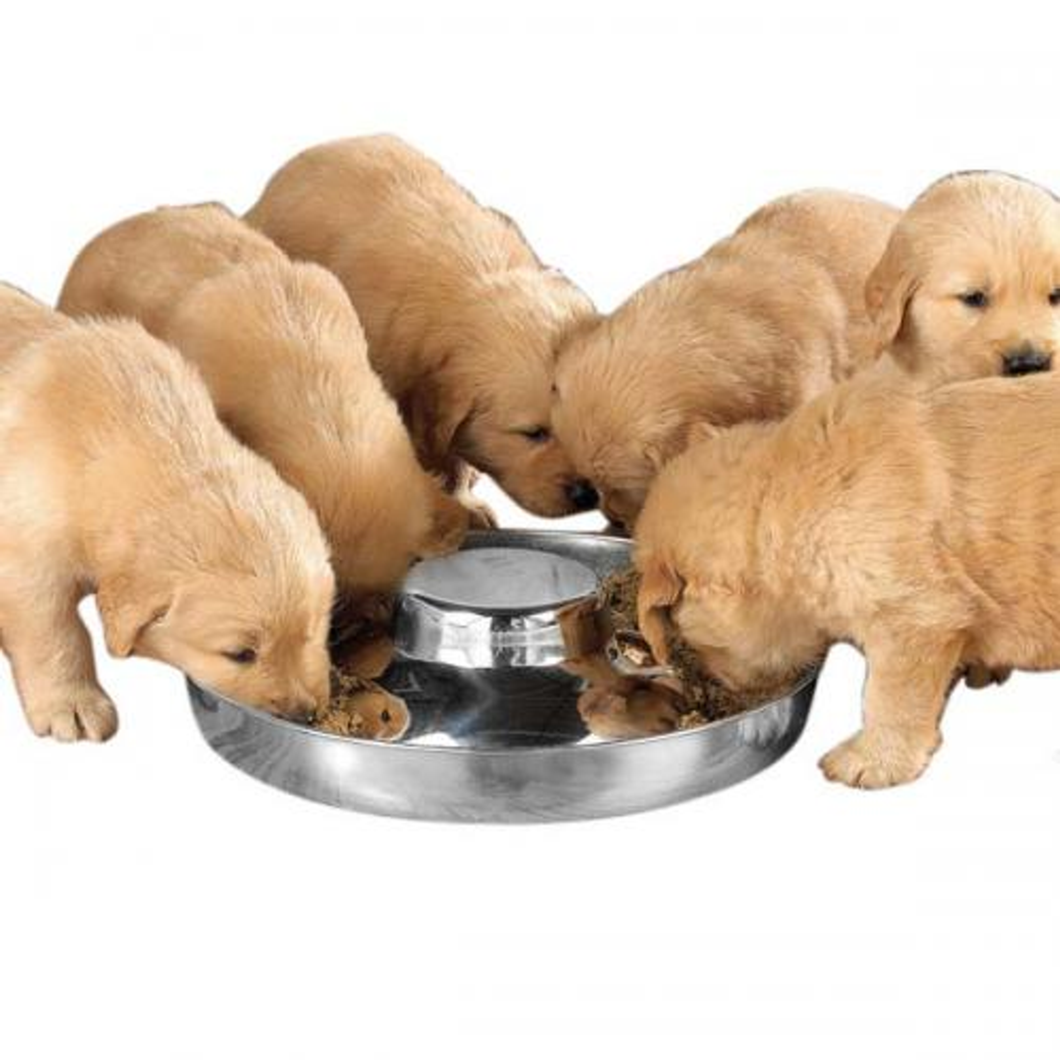 ProSelect Puppy Dish 11In Image 1