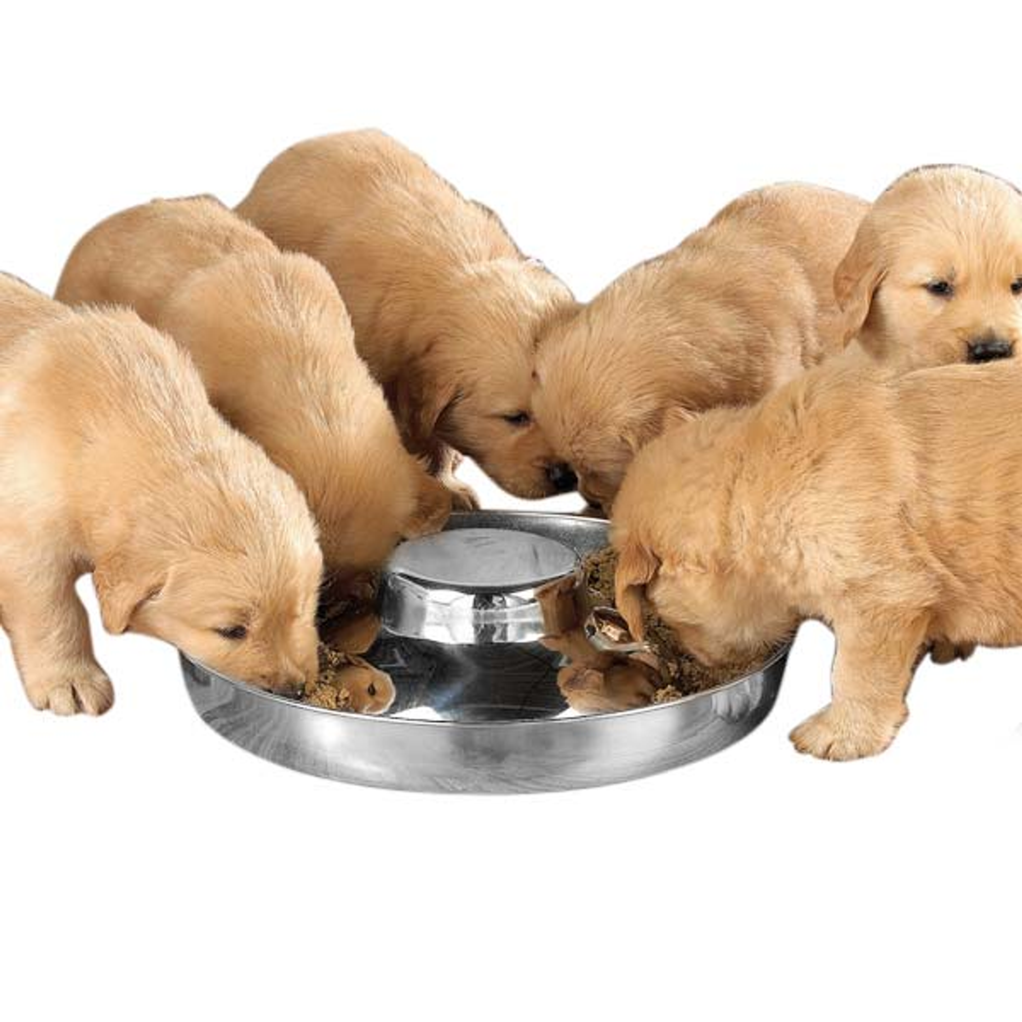 PS Puppy Dish 14.5In Image 1