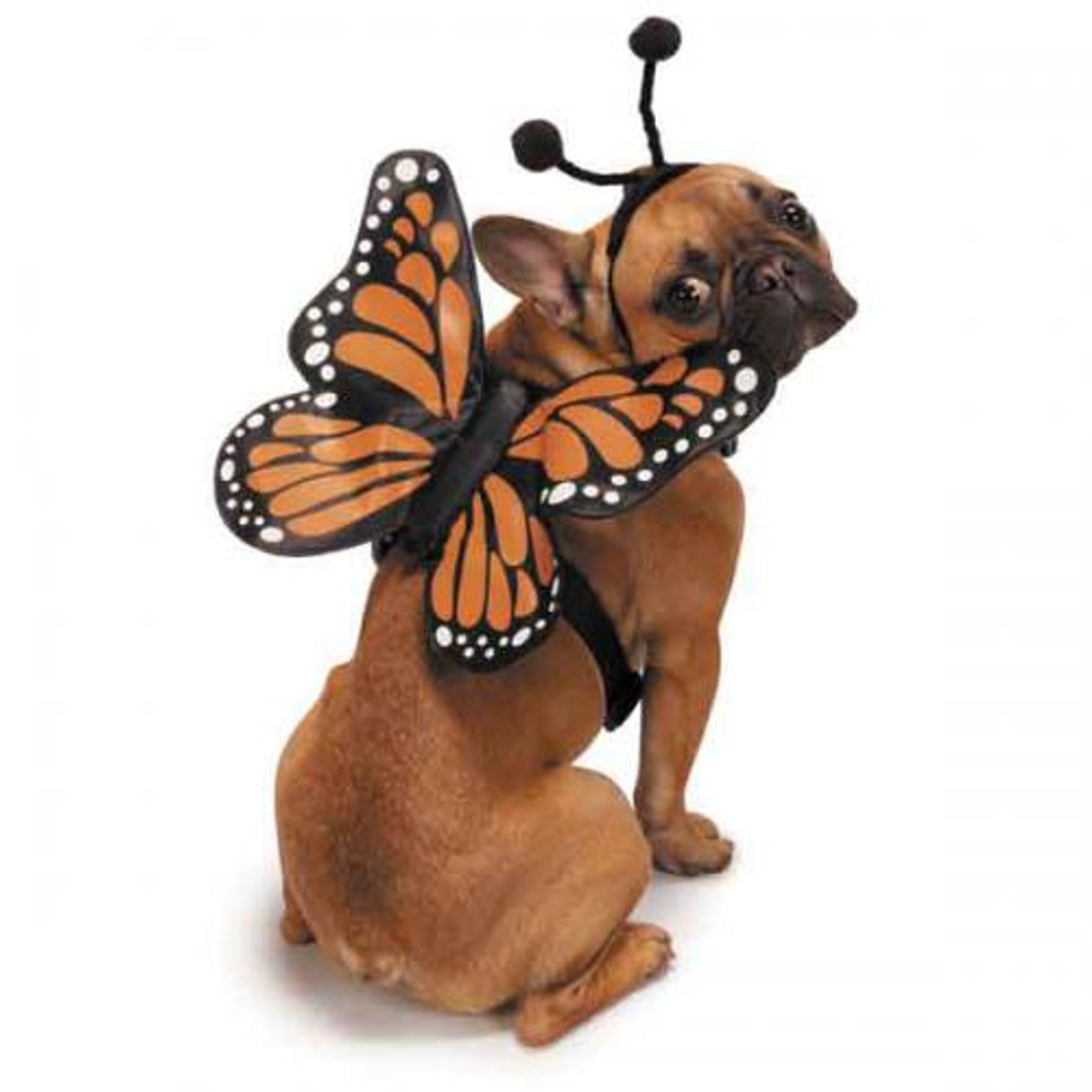 ZZ Butterfly Glow Harnesses Costume Image 1