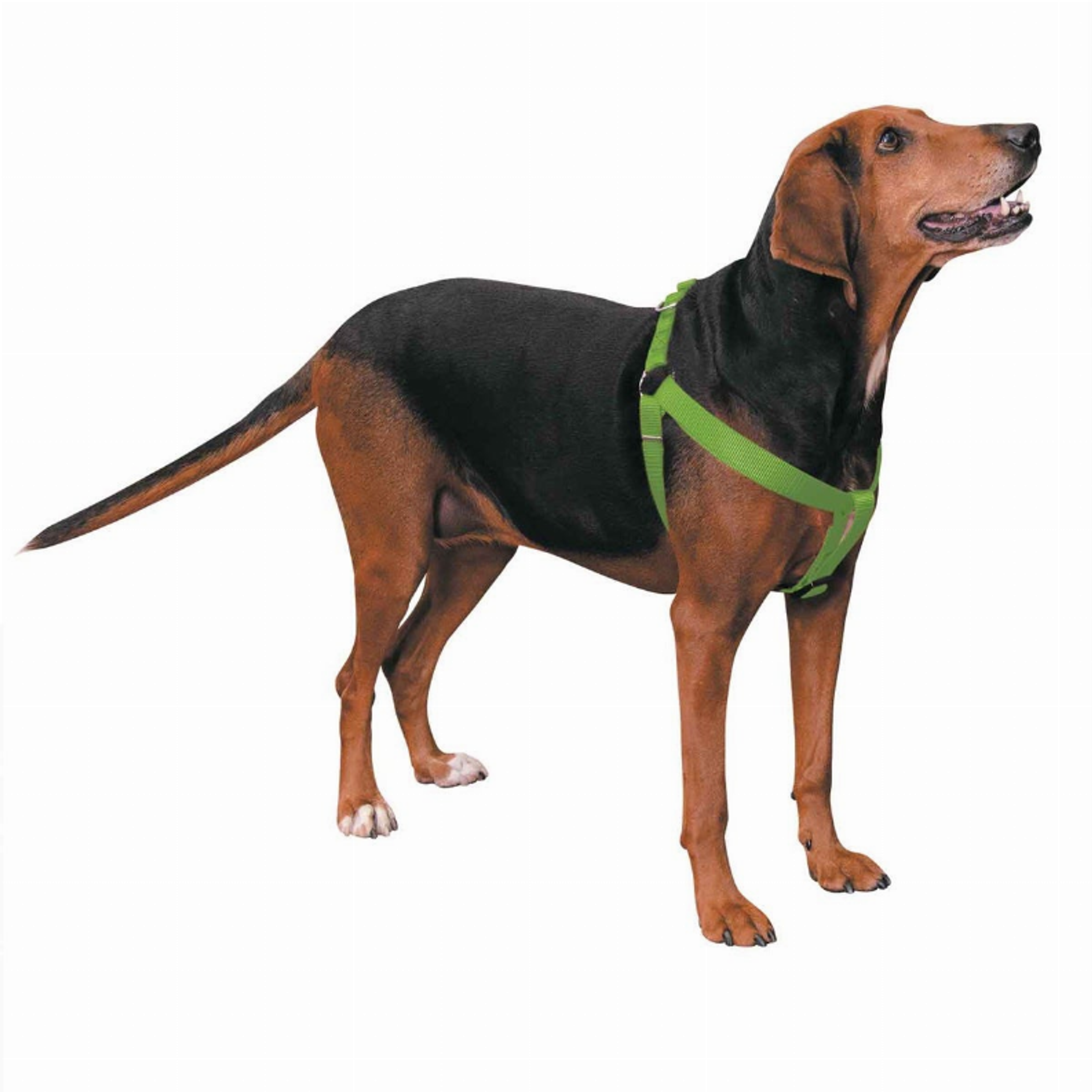 CC Nylon 2 Step Harness 9-15In Grn Image 1