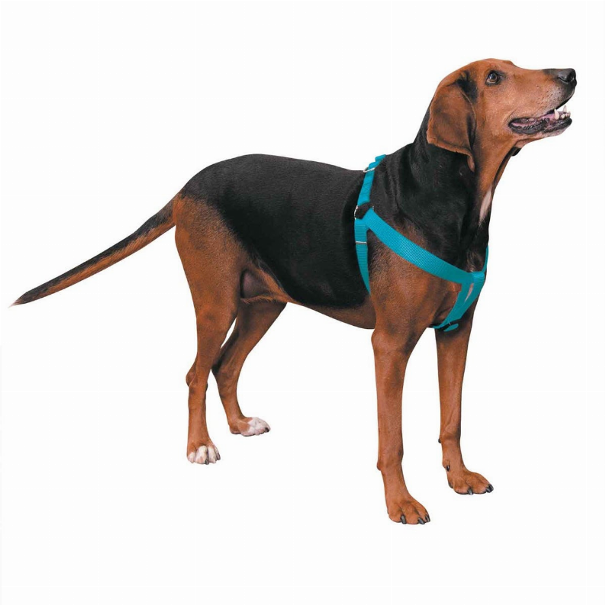 CC Nylon 2 Step Harness 9-15In Blu Image 1