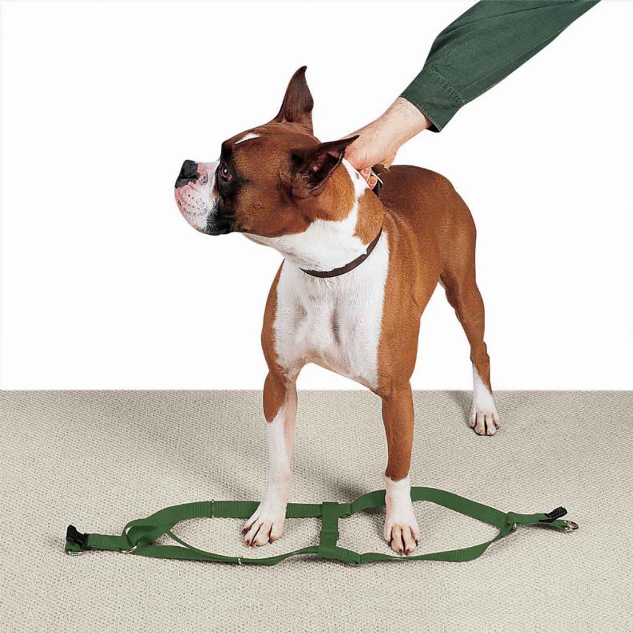 CC Nylon 2 Step Harness 9-15In Grn Image 1