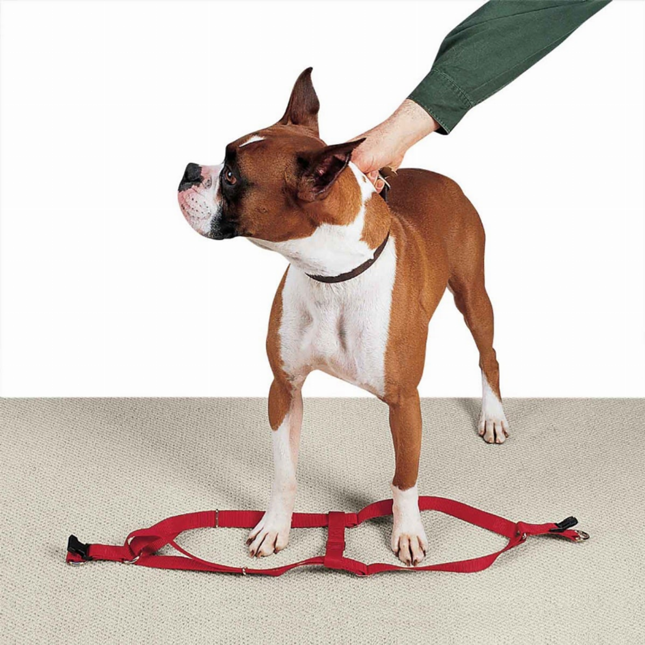 CC Nylon 2 Step Harness 9-15In Red Image 1