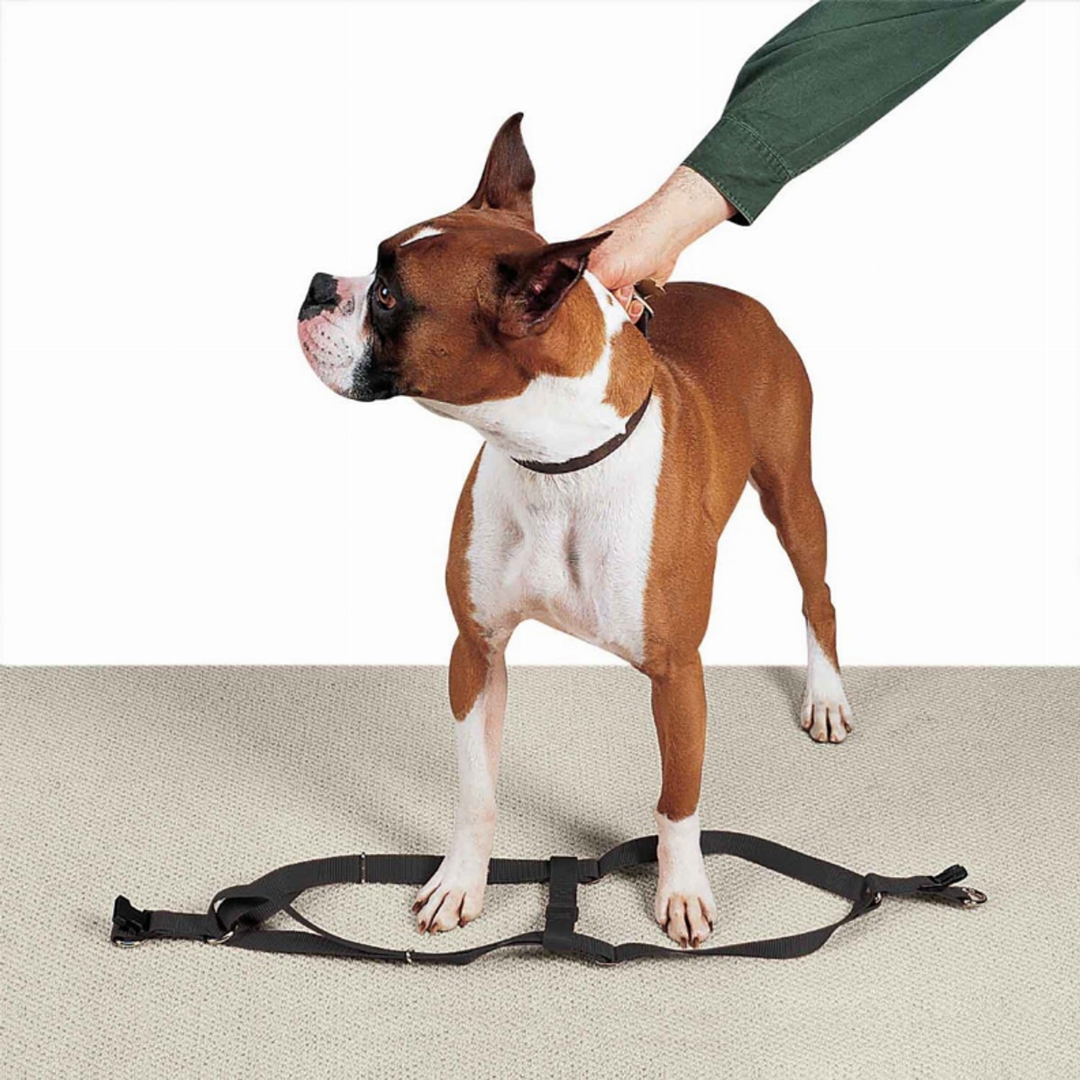 CC Nylon 2 Step Harness 15-25In Blk Image 1