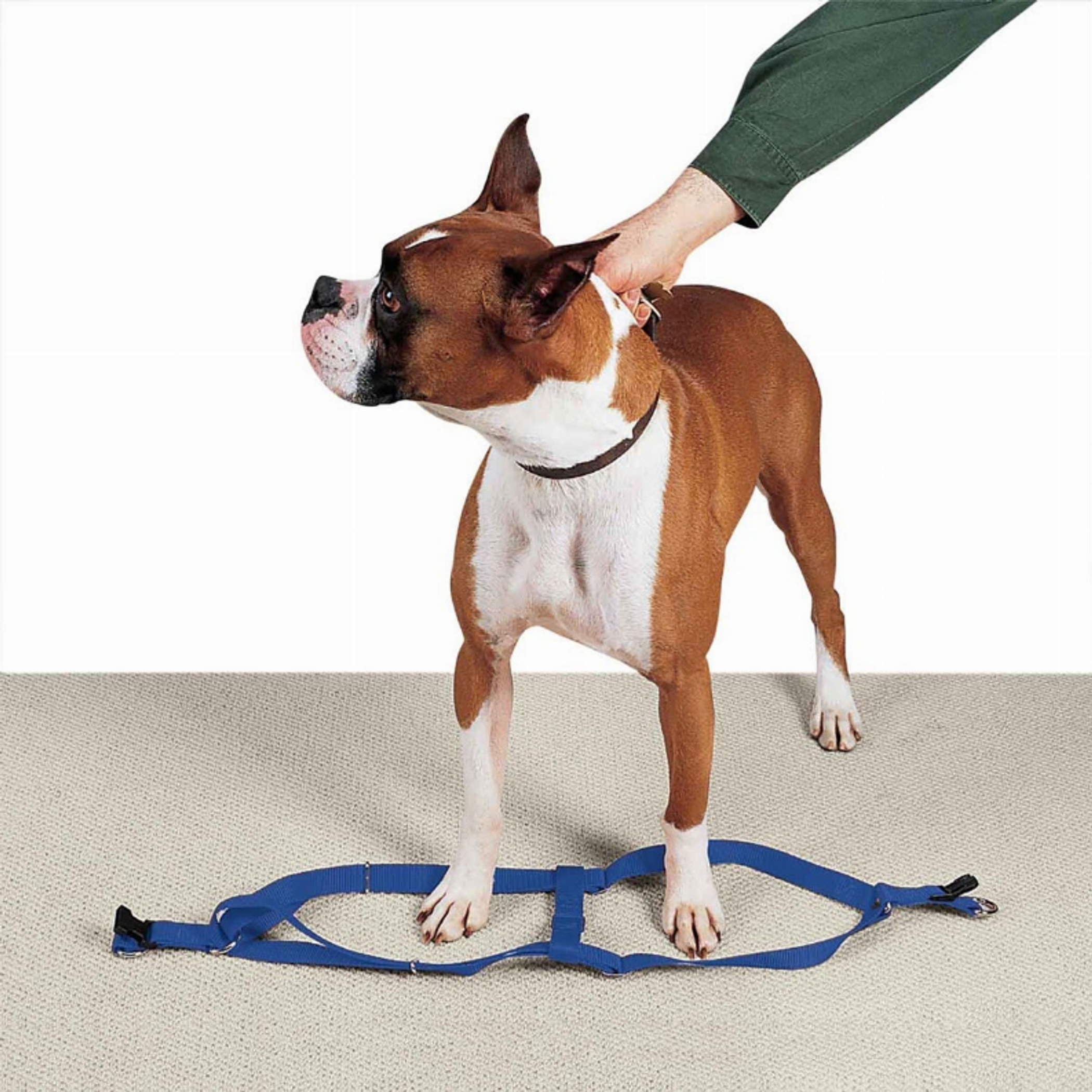 CC Nylon 2 Step Harness 25-40In Blu Image 1