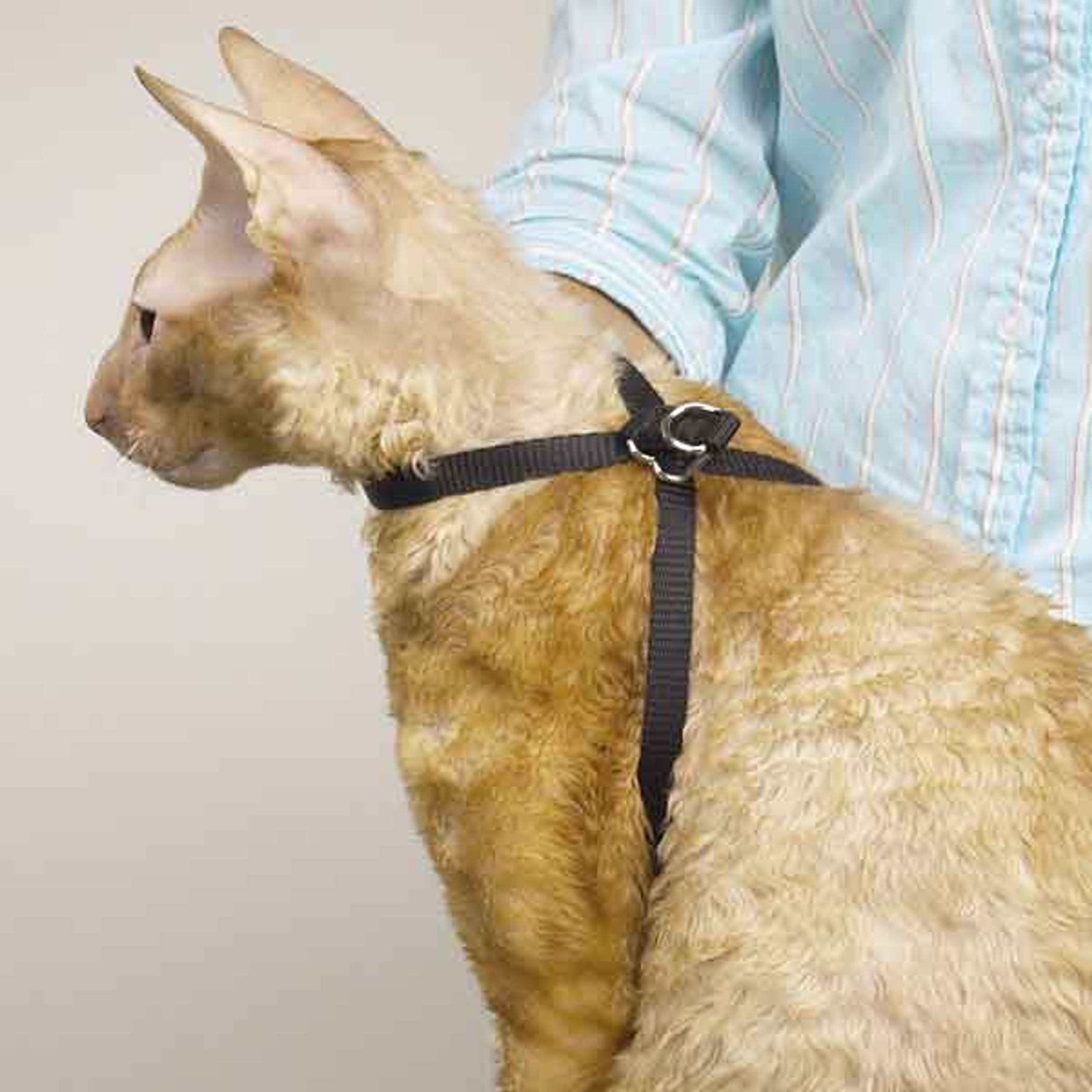 TP Adj Nylon Groom Cat Harness 40In Image 1