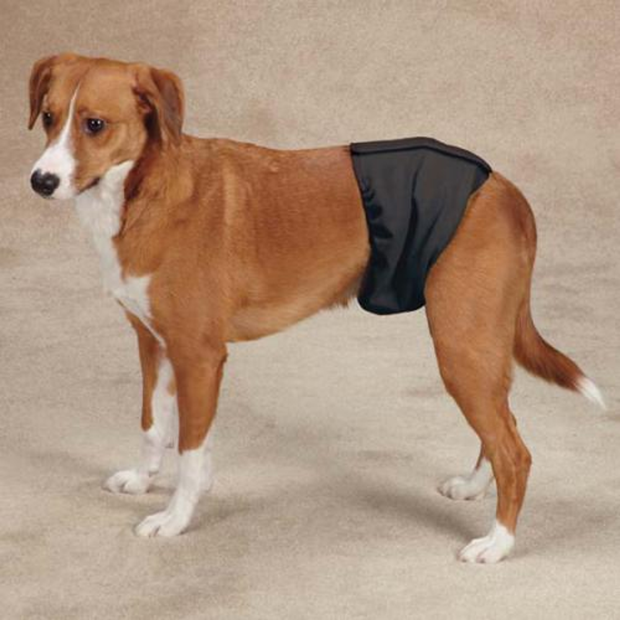 Clean Go Pet Washable Male Wrap Image 1