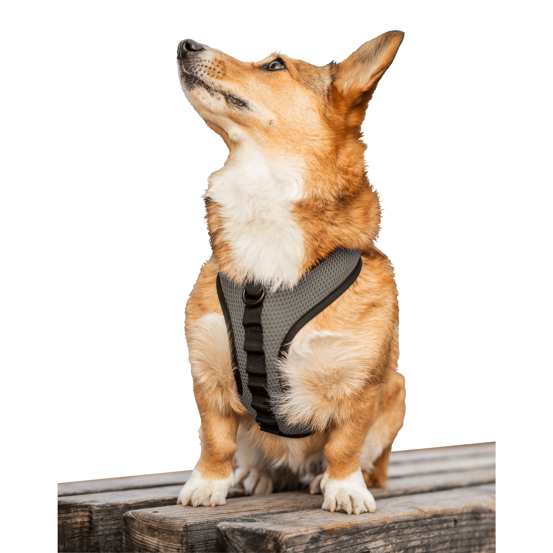K9 Sport Harness Image 1
