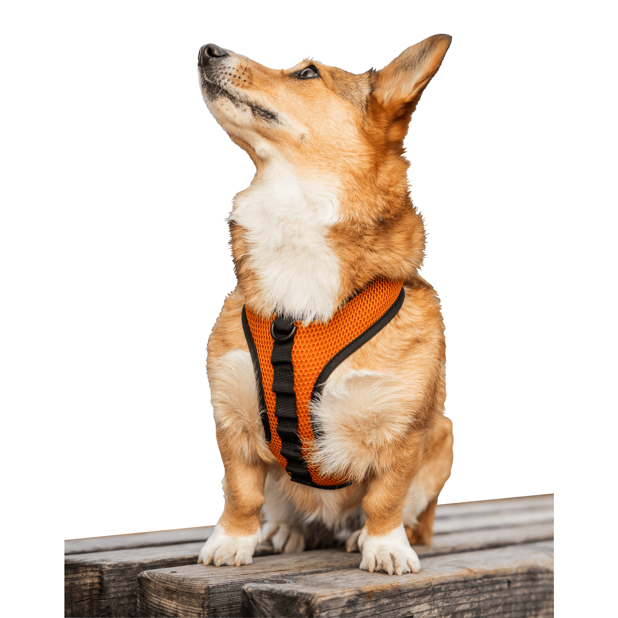 K9 Sport Harness Image 1