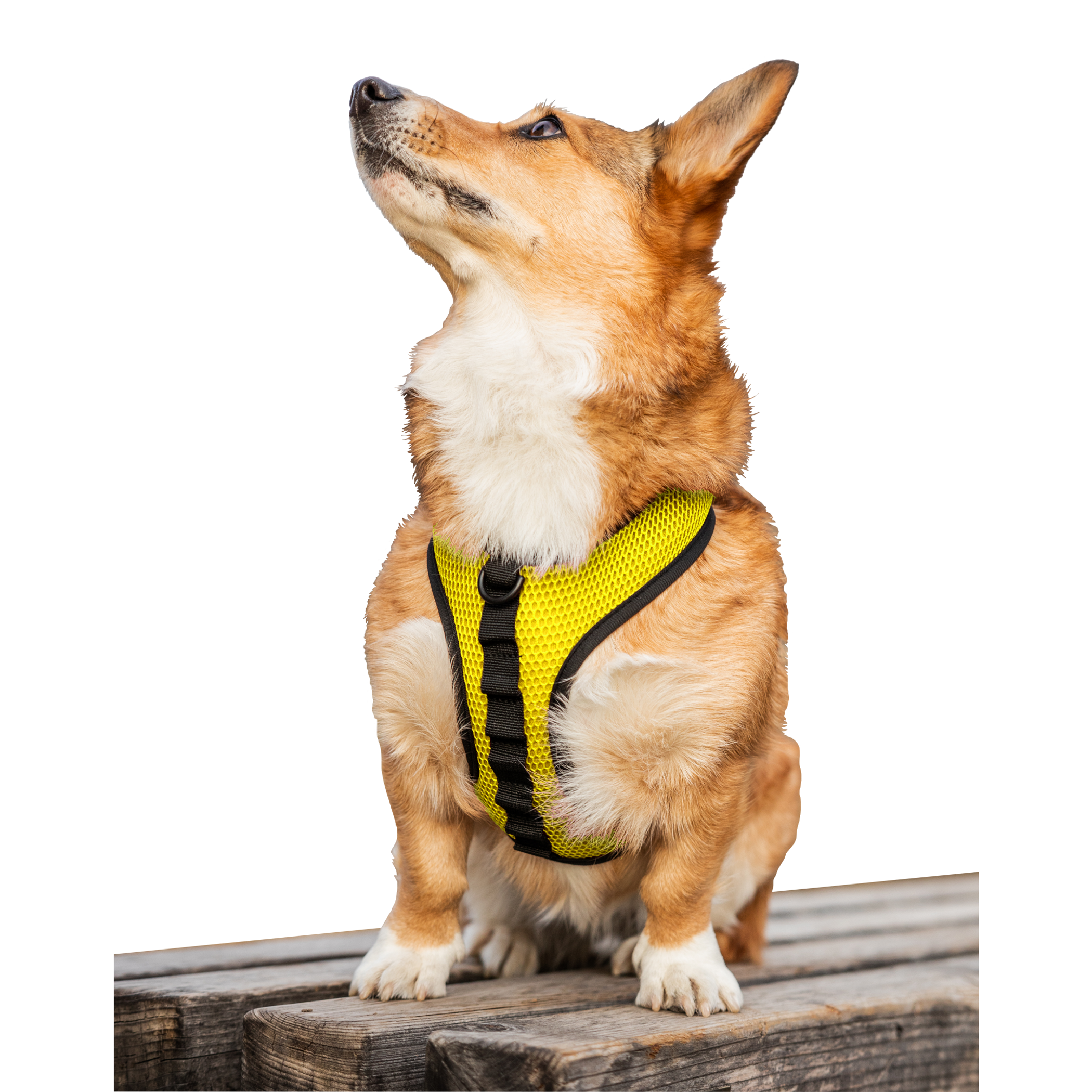 K9 Sport Harness Image 1