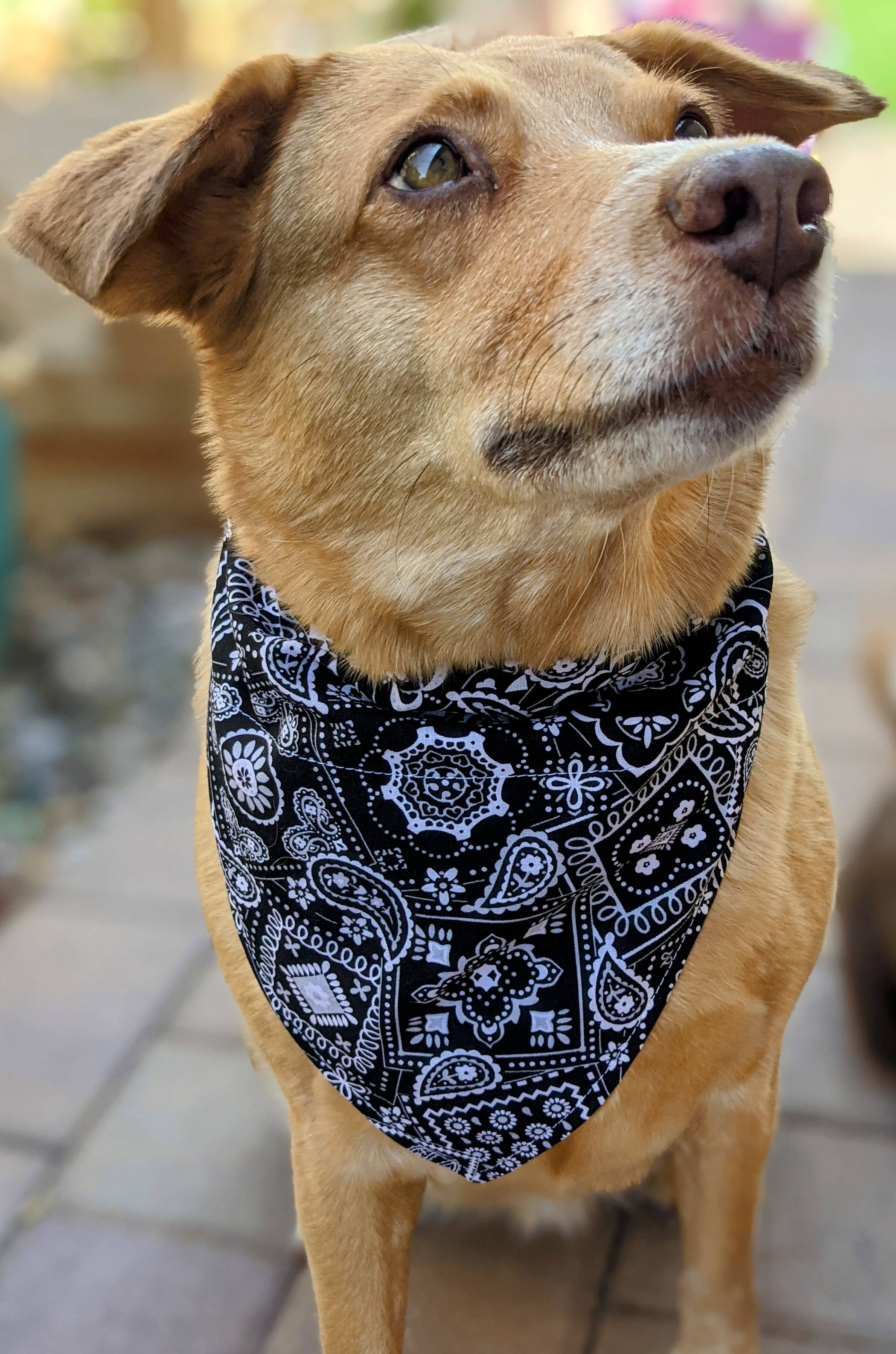 Over-The-Collar Dog Bandana Image 1