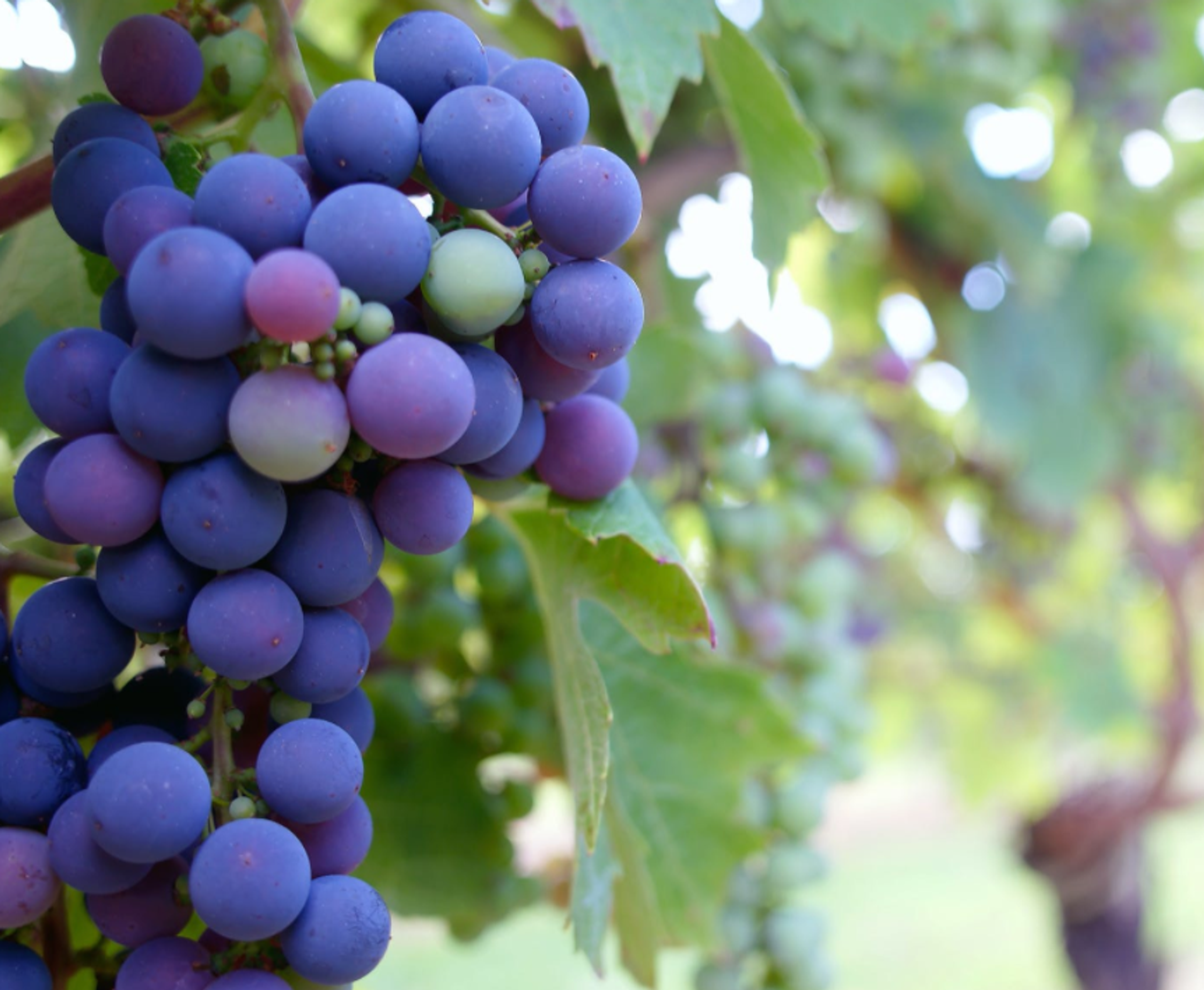 Crema hidratante para el rostro protección solar SPF 30 fórmula botánica sin parabenos reef friendly aplicación suave antioxidantes vitamina E