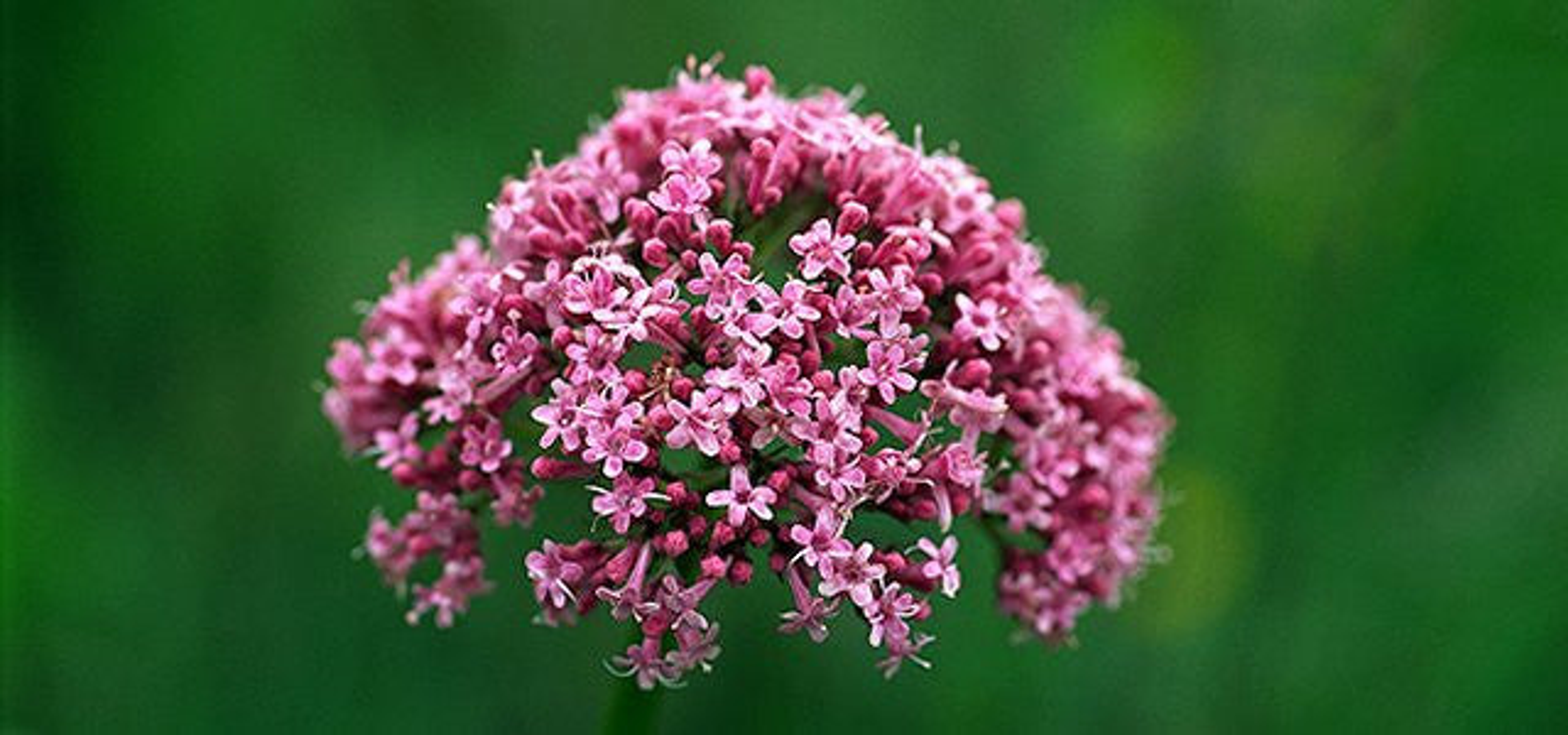 Soothed & Serene - All Systems Anxiety, Calming & Stress Support* Dogs & Catss & Cats* Image 1