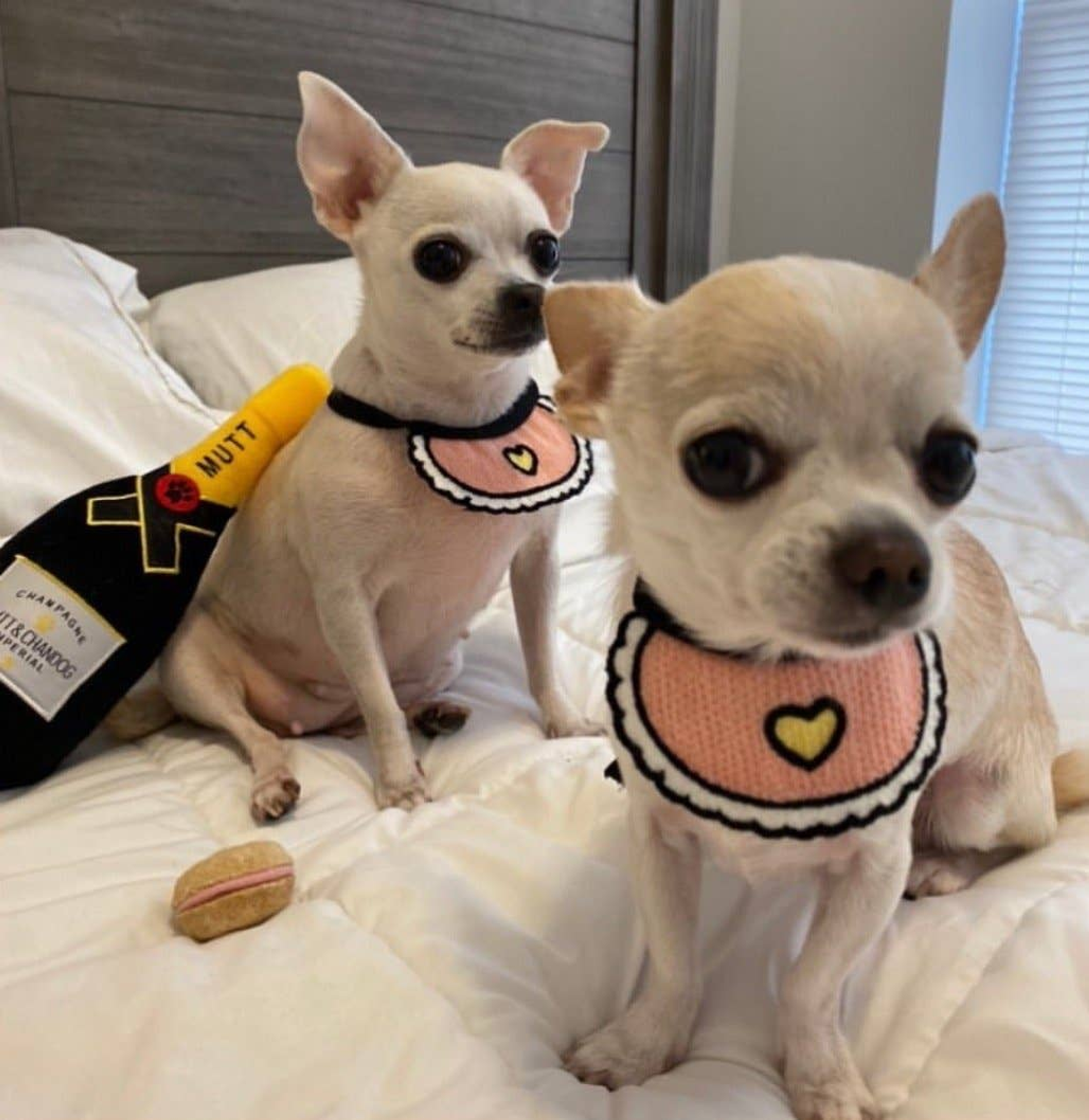 Love Bibs for Pets Image 1