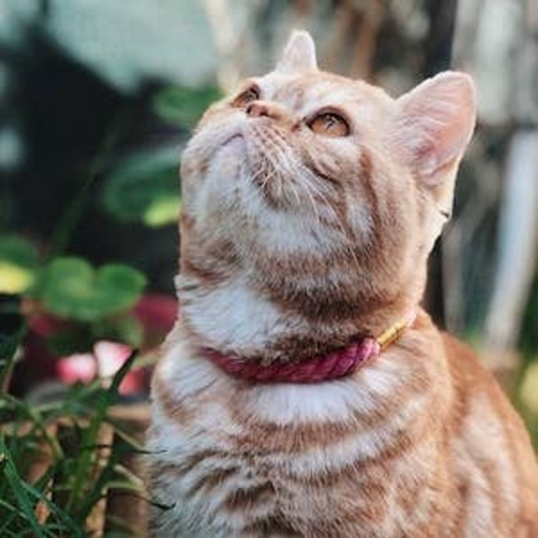 Collar Dog Rope Harness Leather 100% Hand Woven Cotton Solid Brass Hardware 15-24 Inches Pink