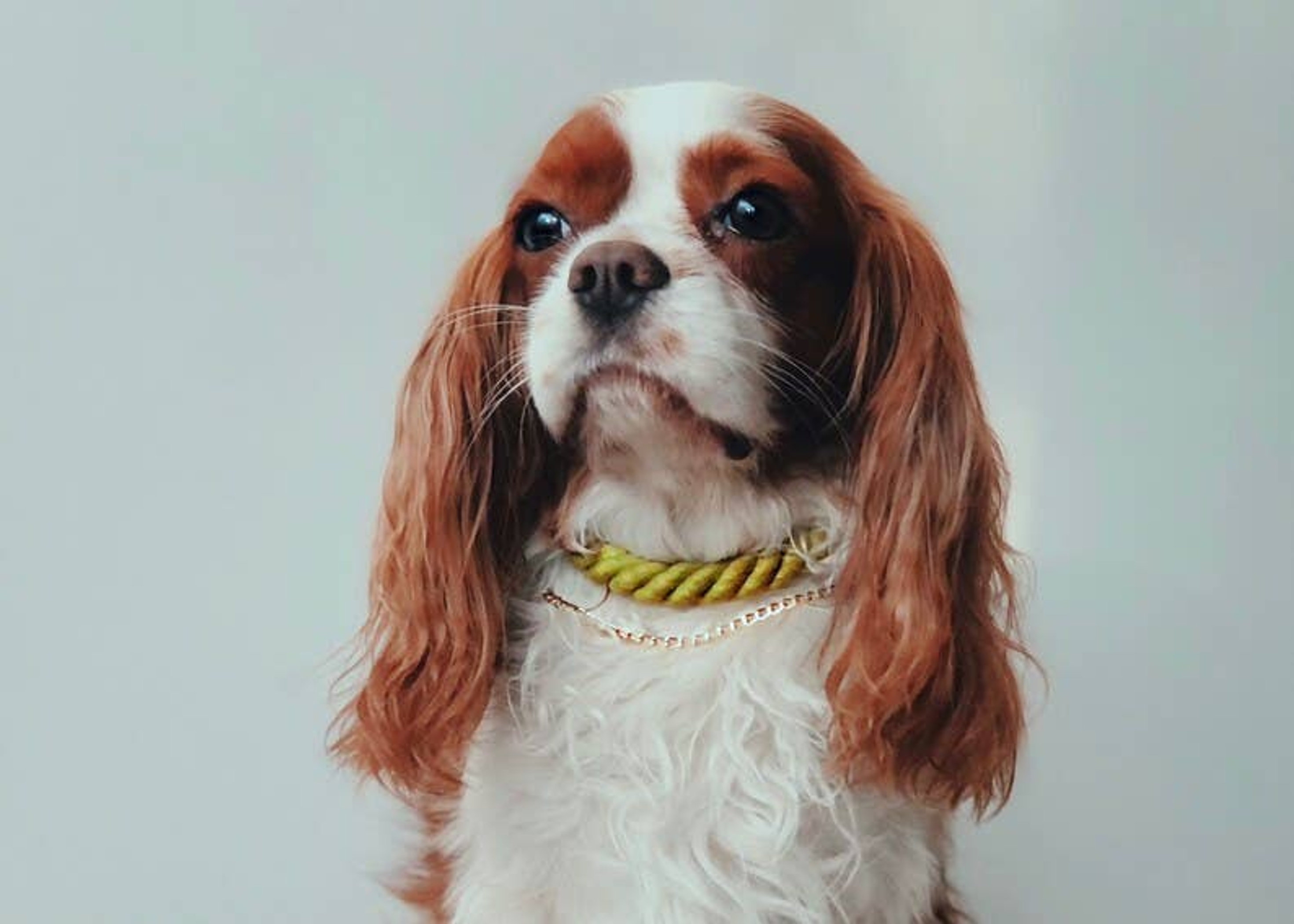 Collar Dog Rope Harness Leather 100% Hand Woven Cotton Solid Brass Hardware 15-24 Inches Pink