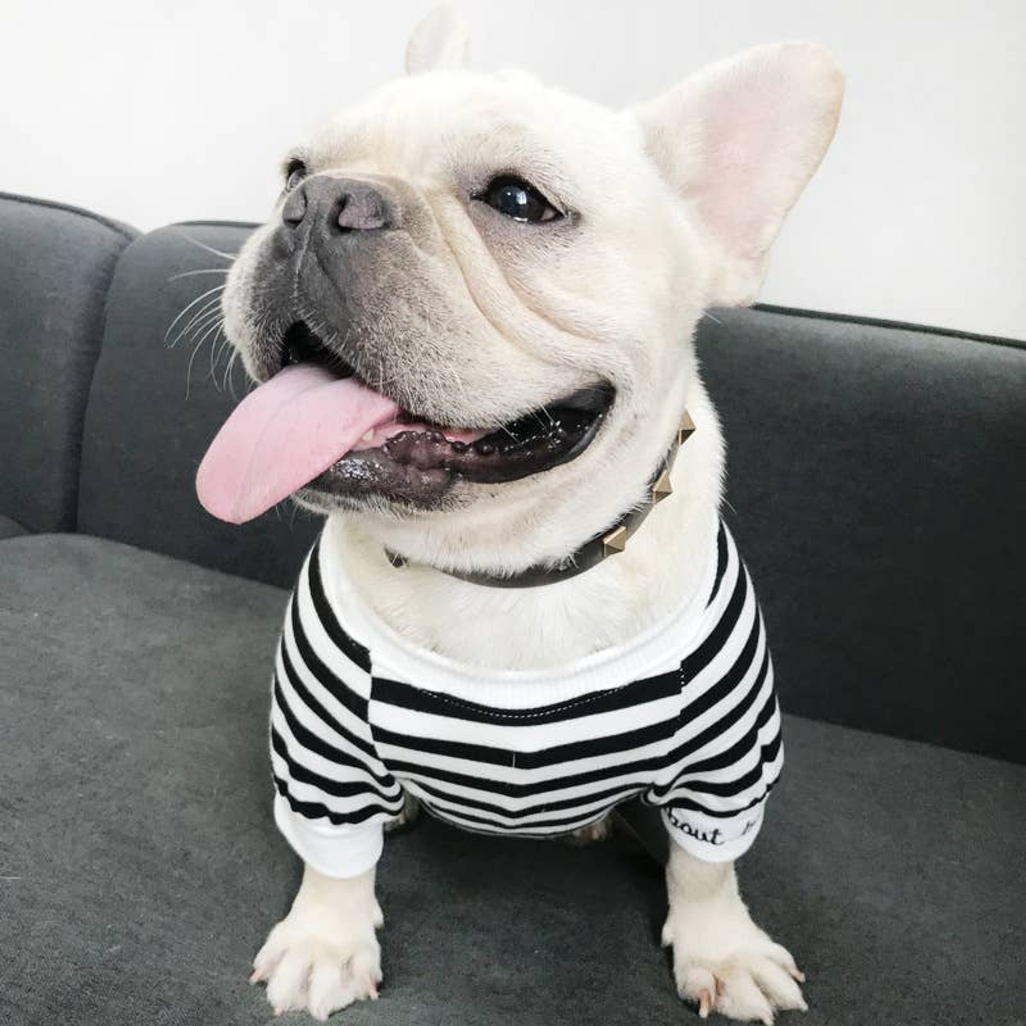 Stripe Style - Matching Pet and Owner Clothing Set Image 1