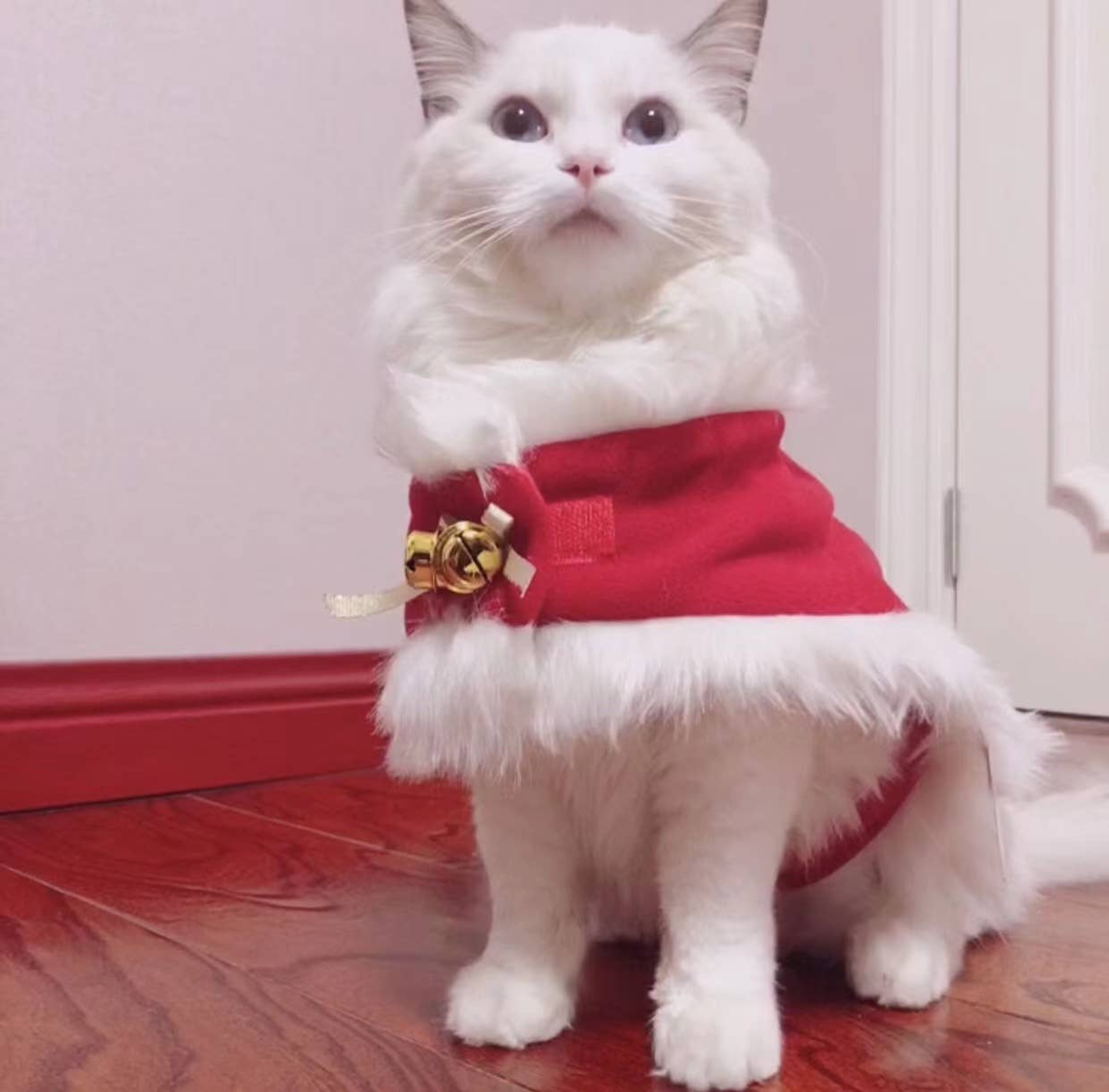 Merry Christmas Pets Beautiful Clothes Image 1