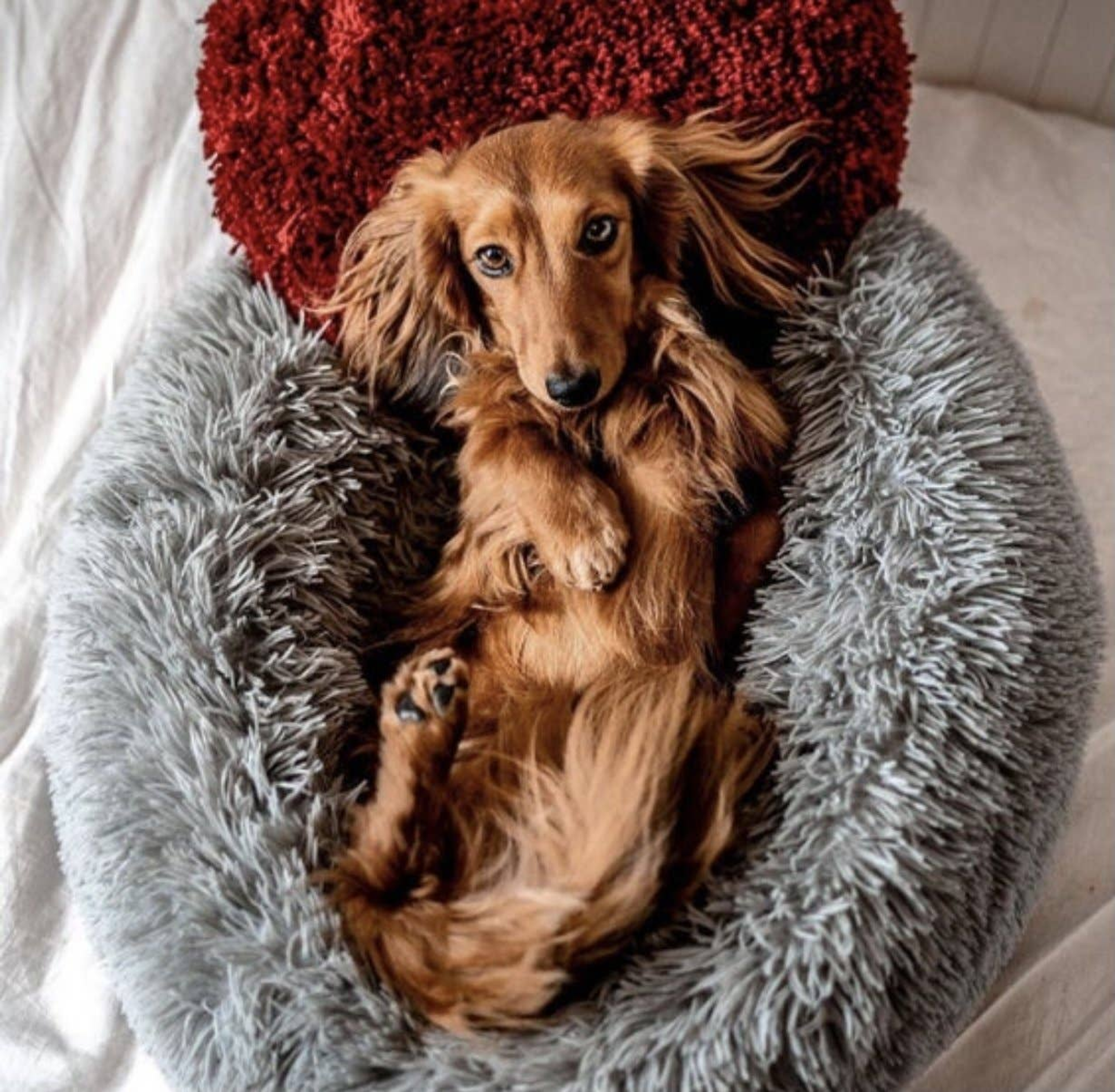 Marshmallow Pets Bed Image 1