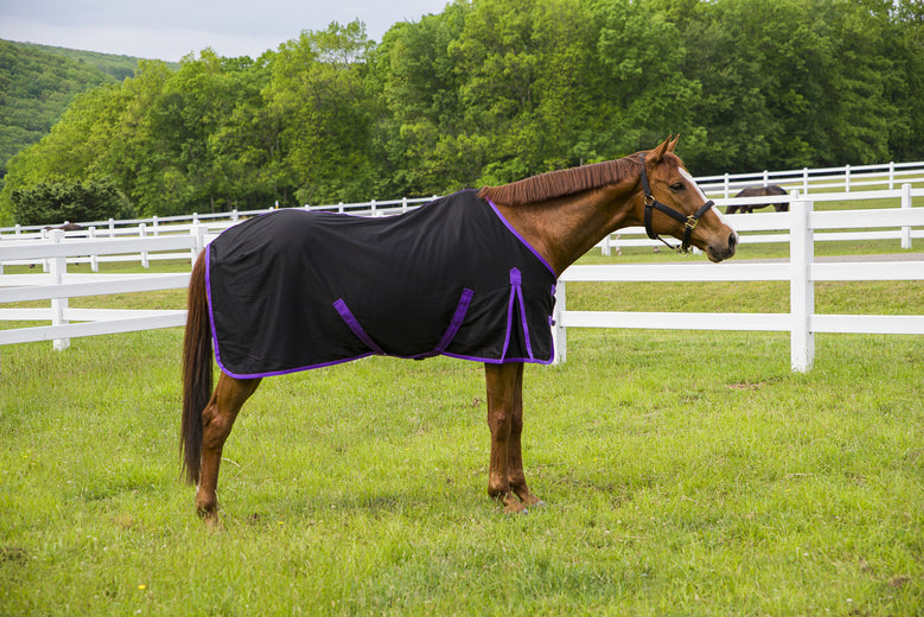 Stable Sheet Versatile Use 100 Percent Soft Polyester Twin Chest Buckles Low Cross Surcingles