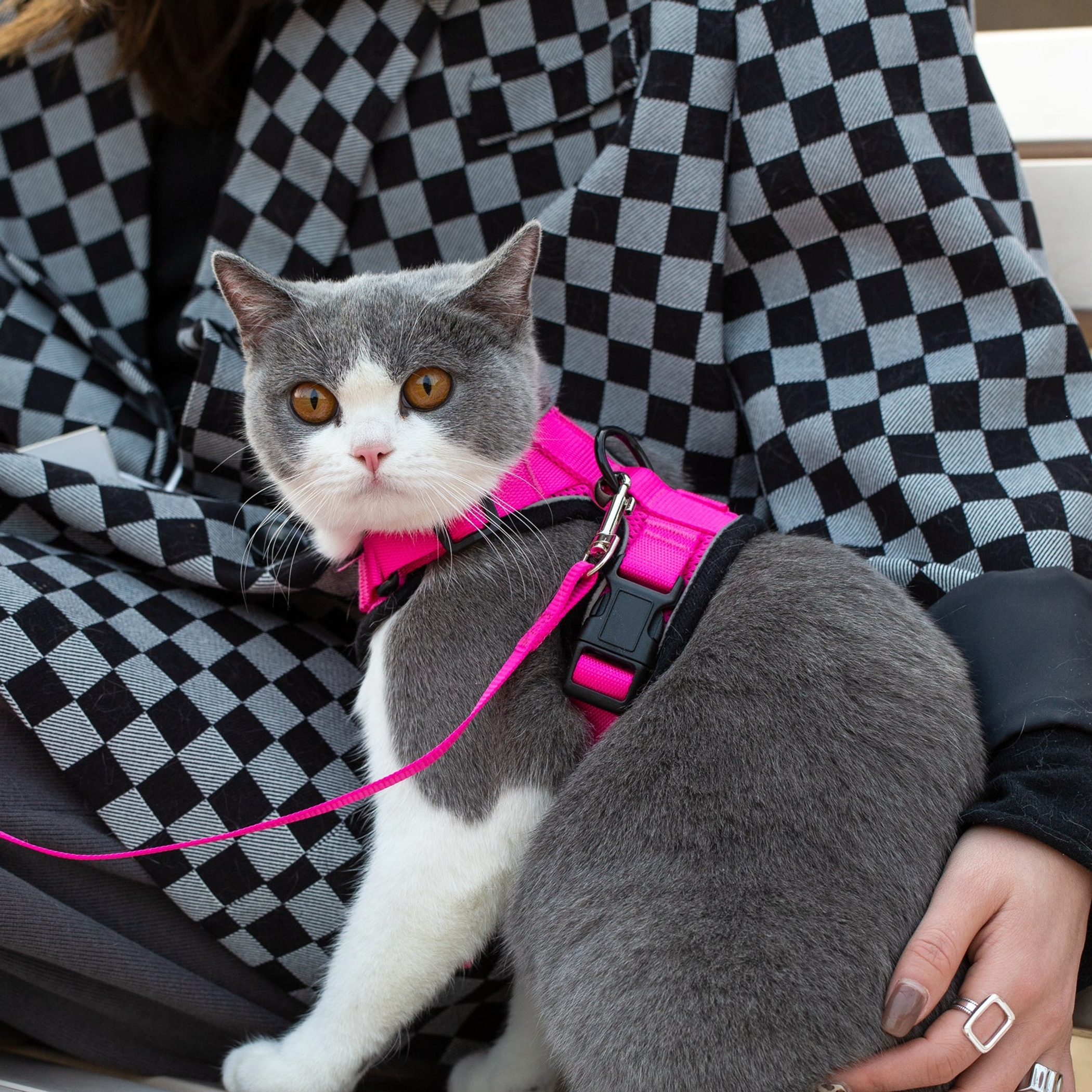 Mr. Peanut's PurrTrek Reflective Cat Harness with Matching Leash Image 1
