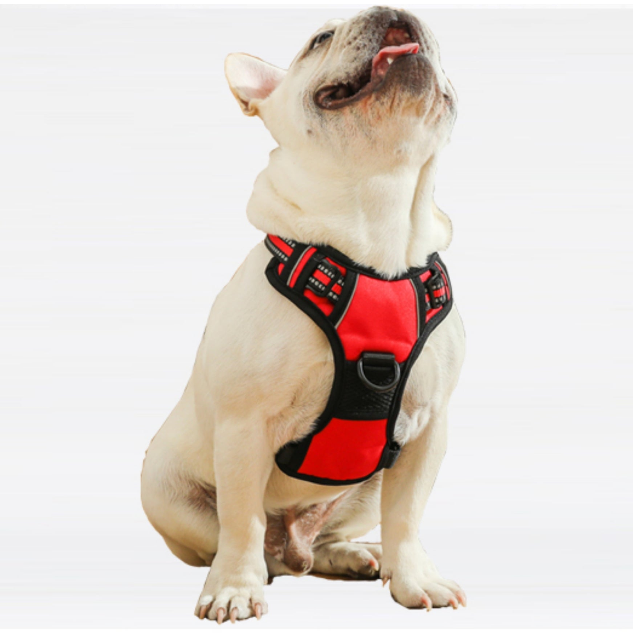 Mr. Peanut's PetTrek Reflective Pet Harness With Matching Leash Image 1