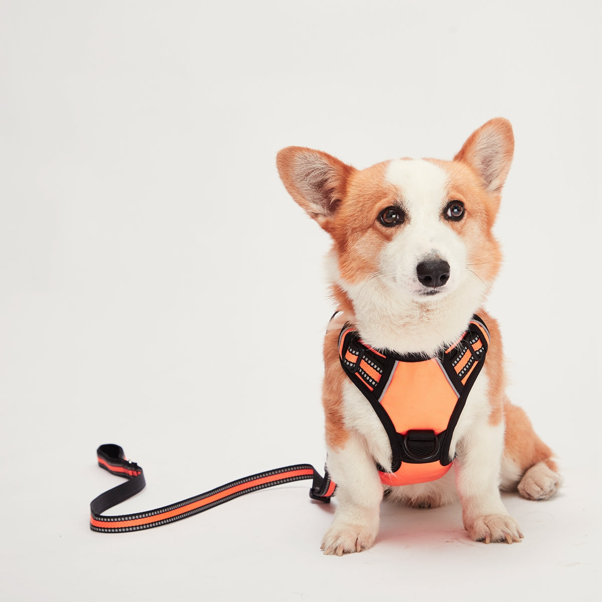 Mr. Peanut's PetTrek Reflective Pet Harness With Matching Leash Image 1