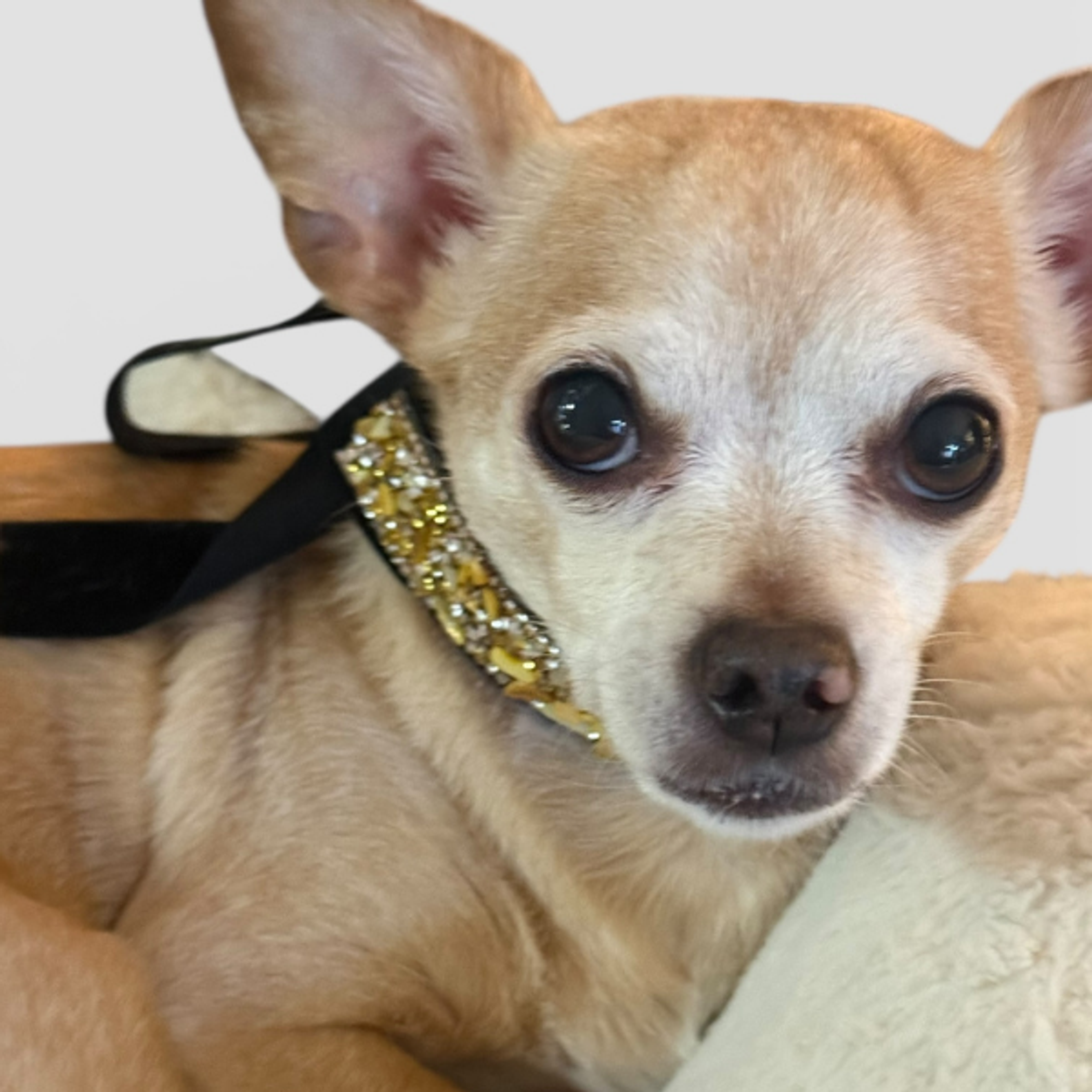 Gilded Noir Crystal Velvet Collar L black