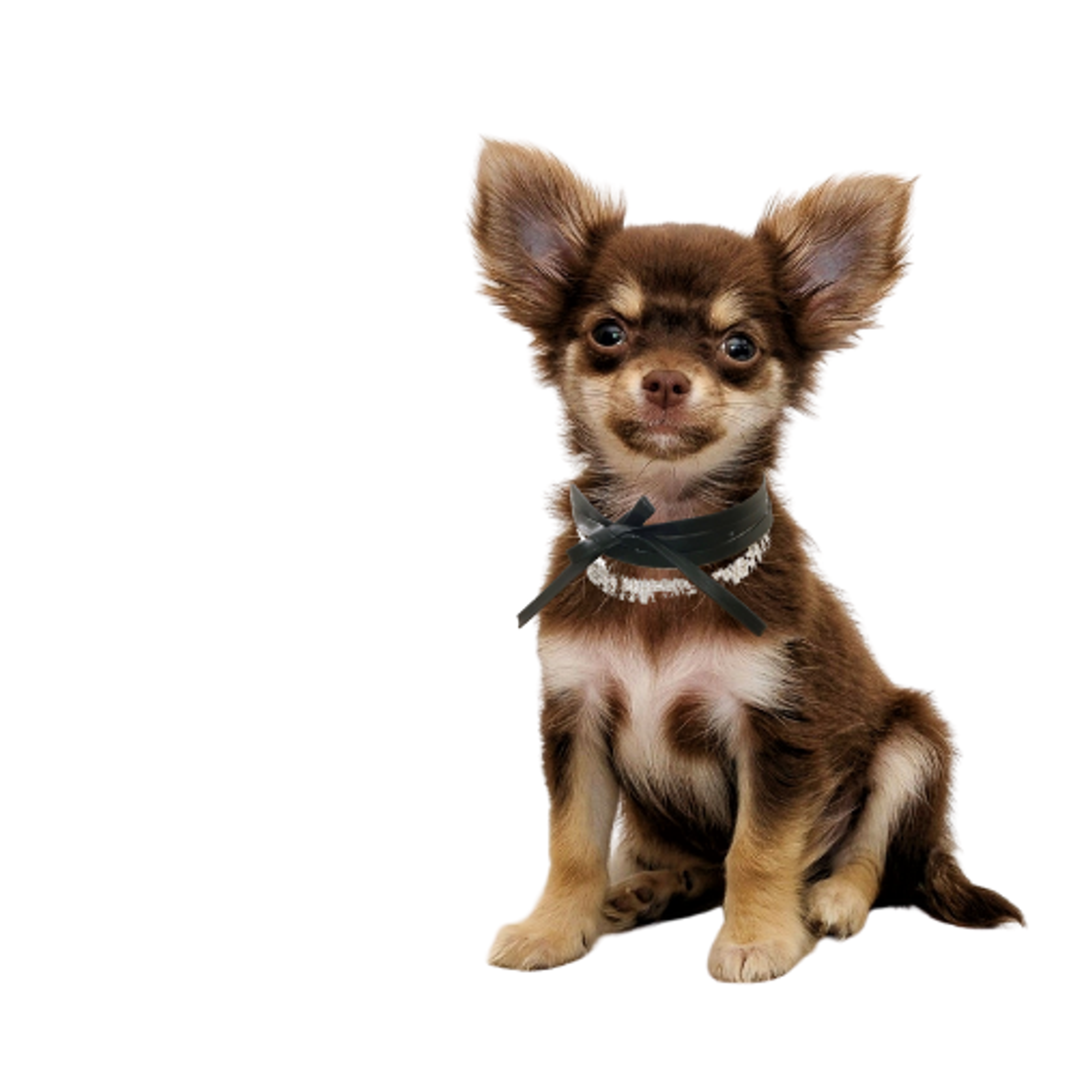 Rhinestone Ribbon Leatherette Pet Necklace Image 1