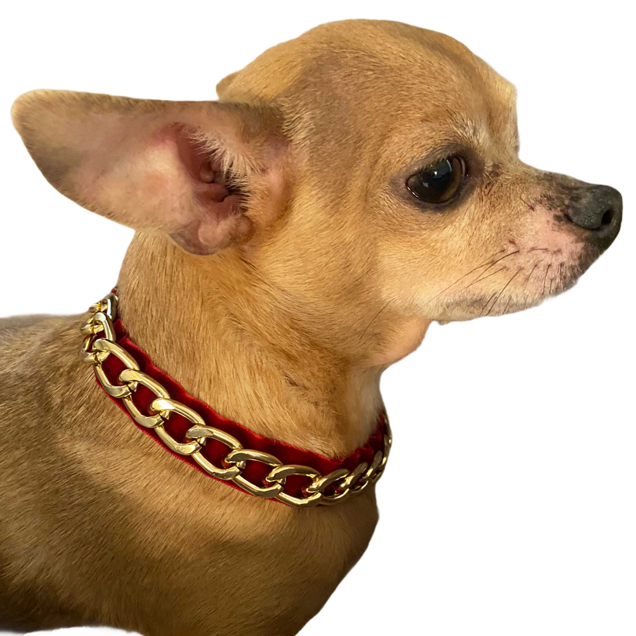 Gold Chain Velvet Collar Image 1