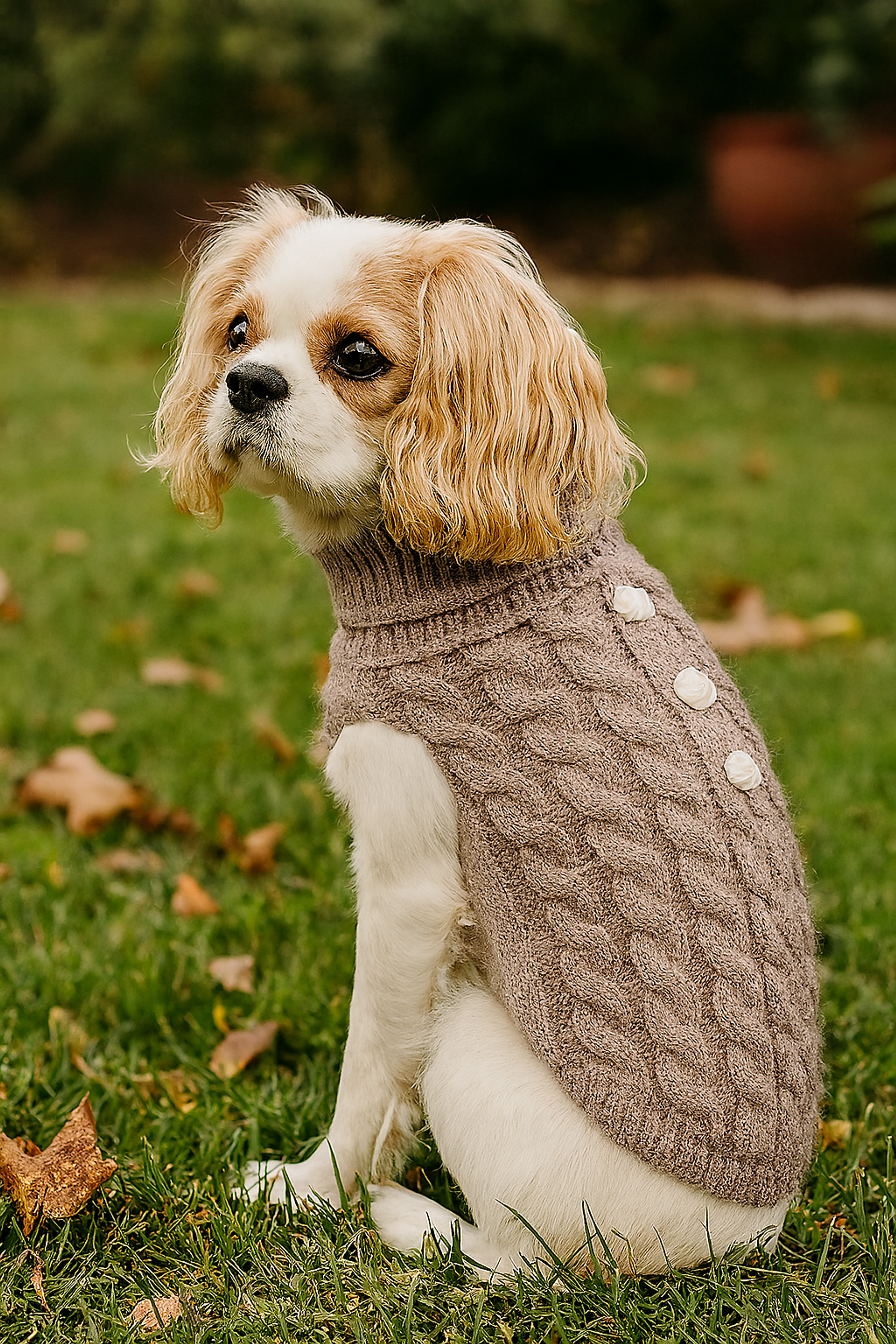 Pumpkin Pie Pearl Knit Dog Sweater Image 1