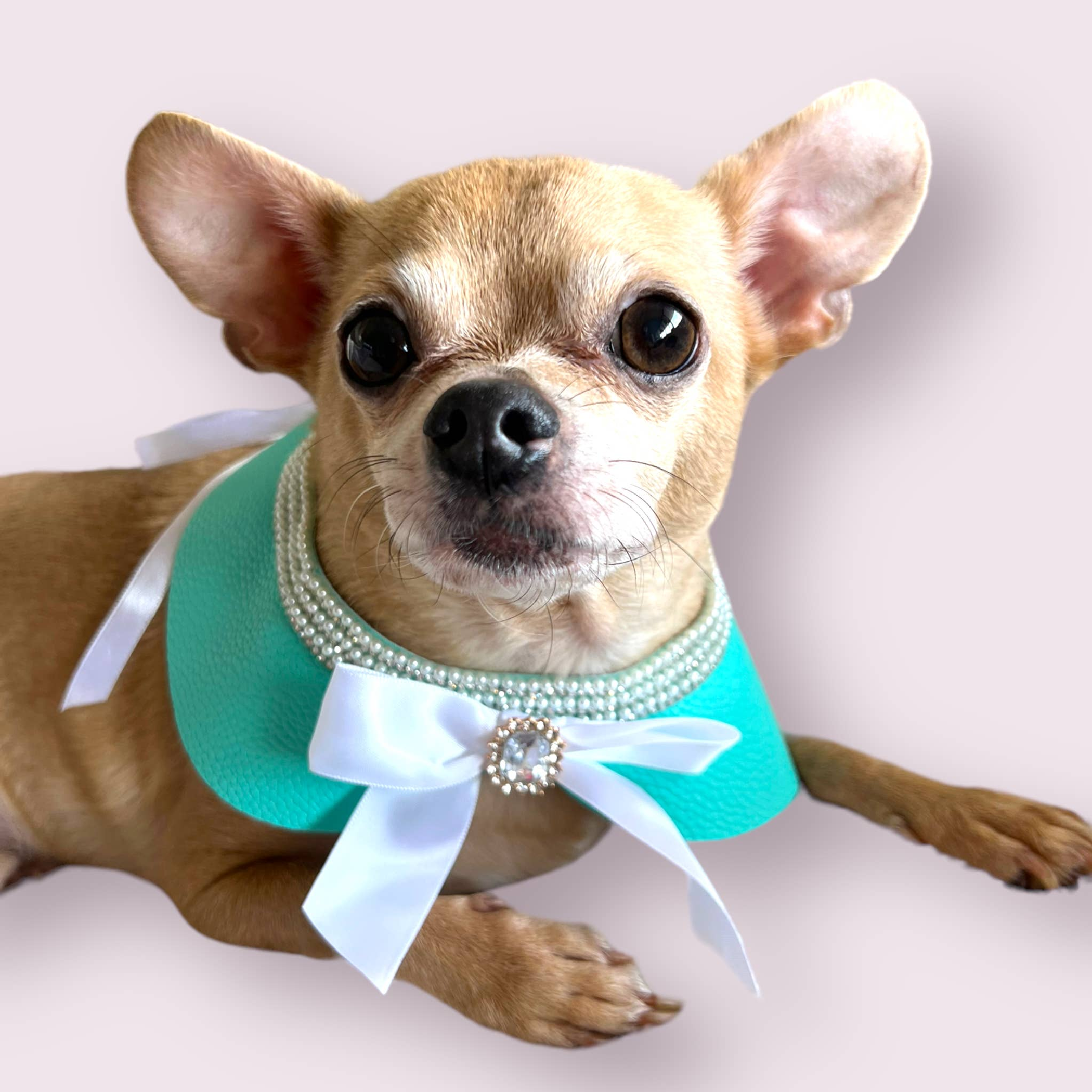 Sniffany Blue Neck Collar- Dog Neck Collar Image 1
