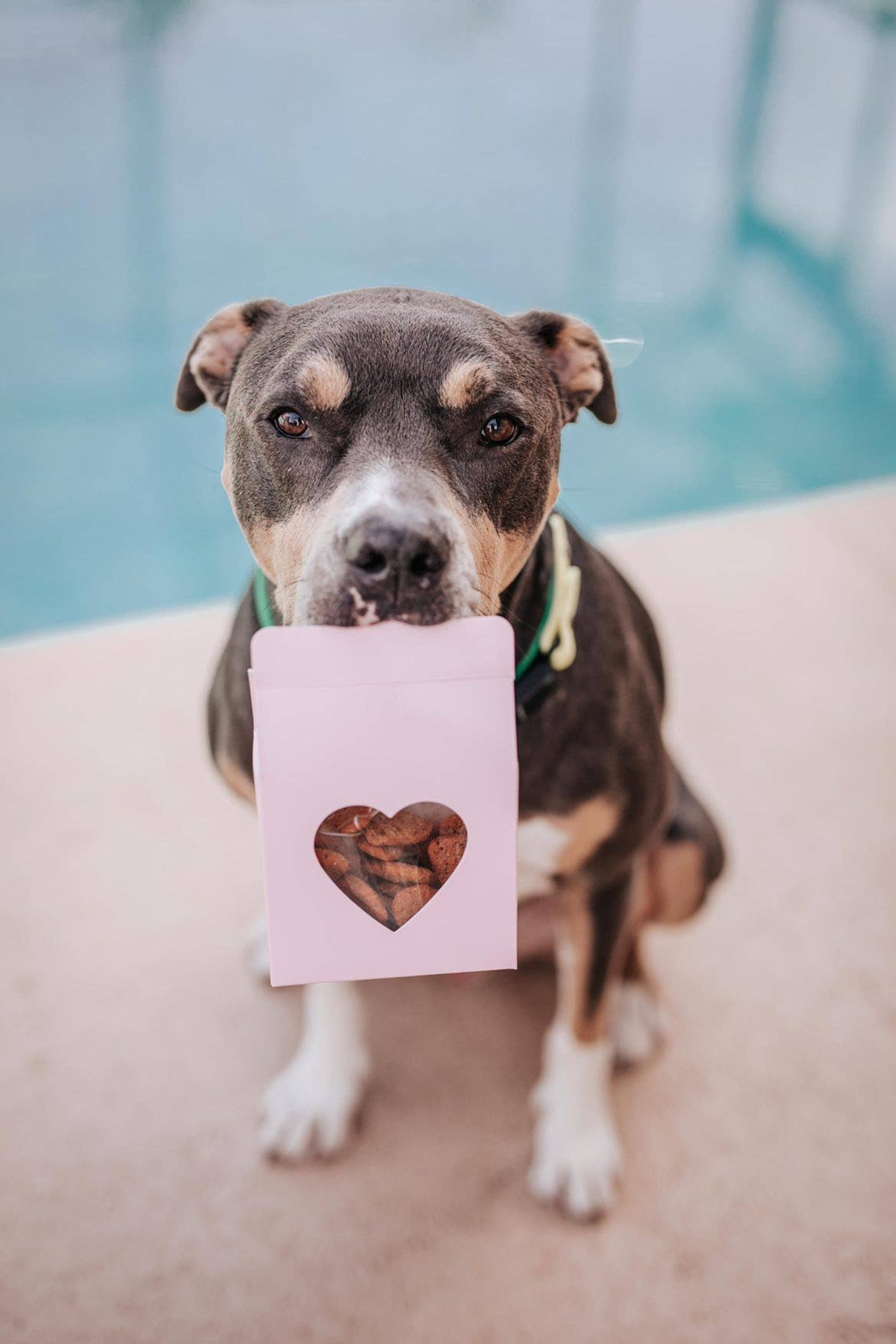 Heart(Beet) Boxes - Superfood Dog Treats Image 1