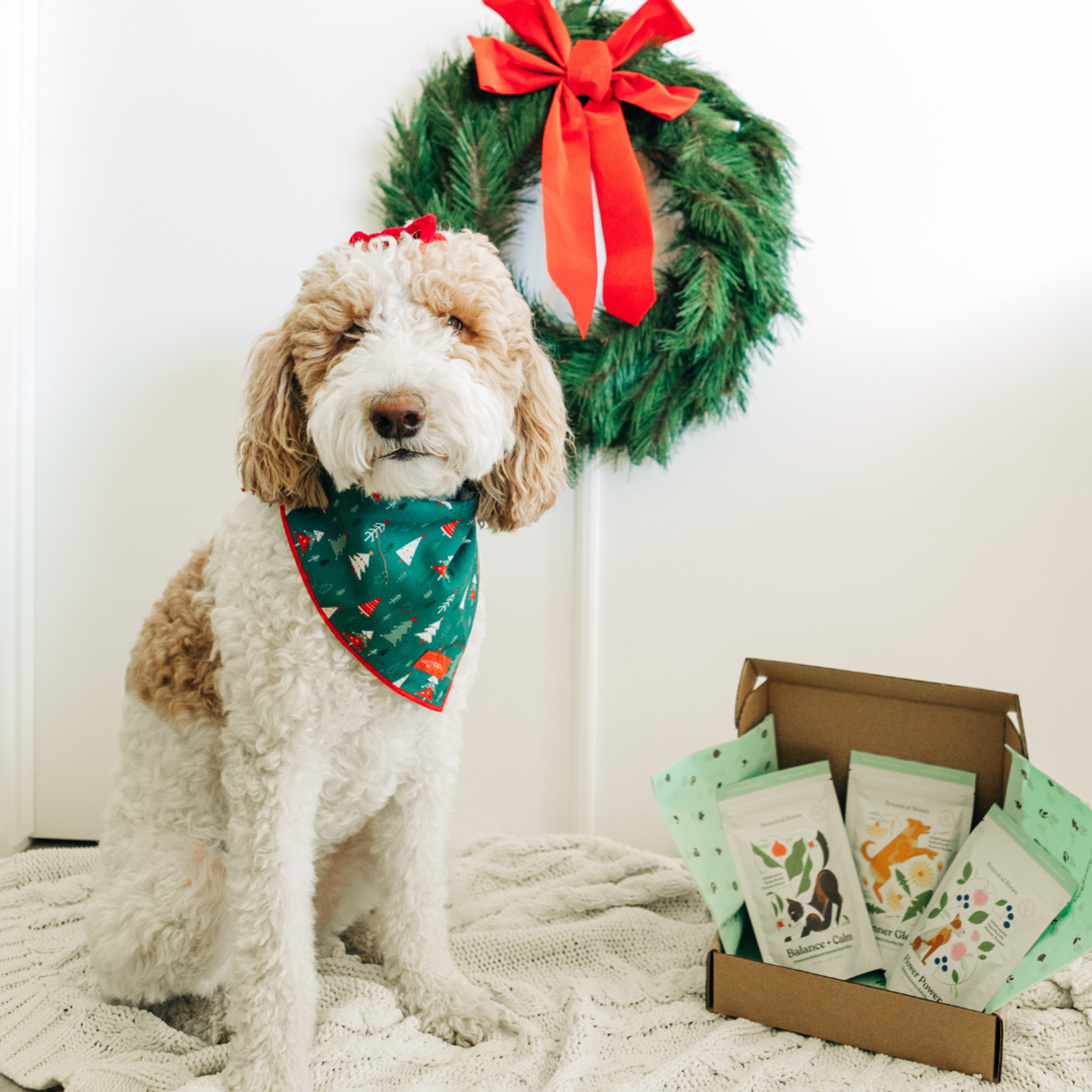 Pawliday Treat Bundle Image 1