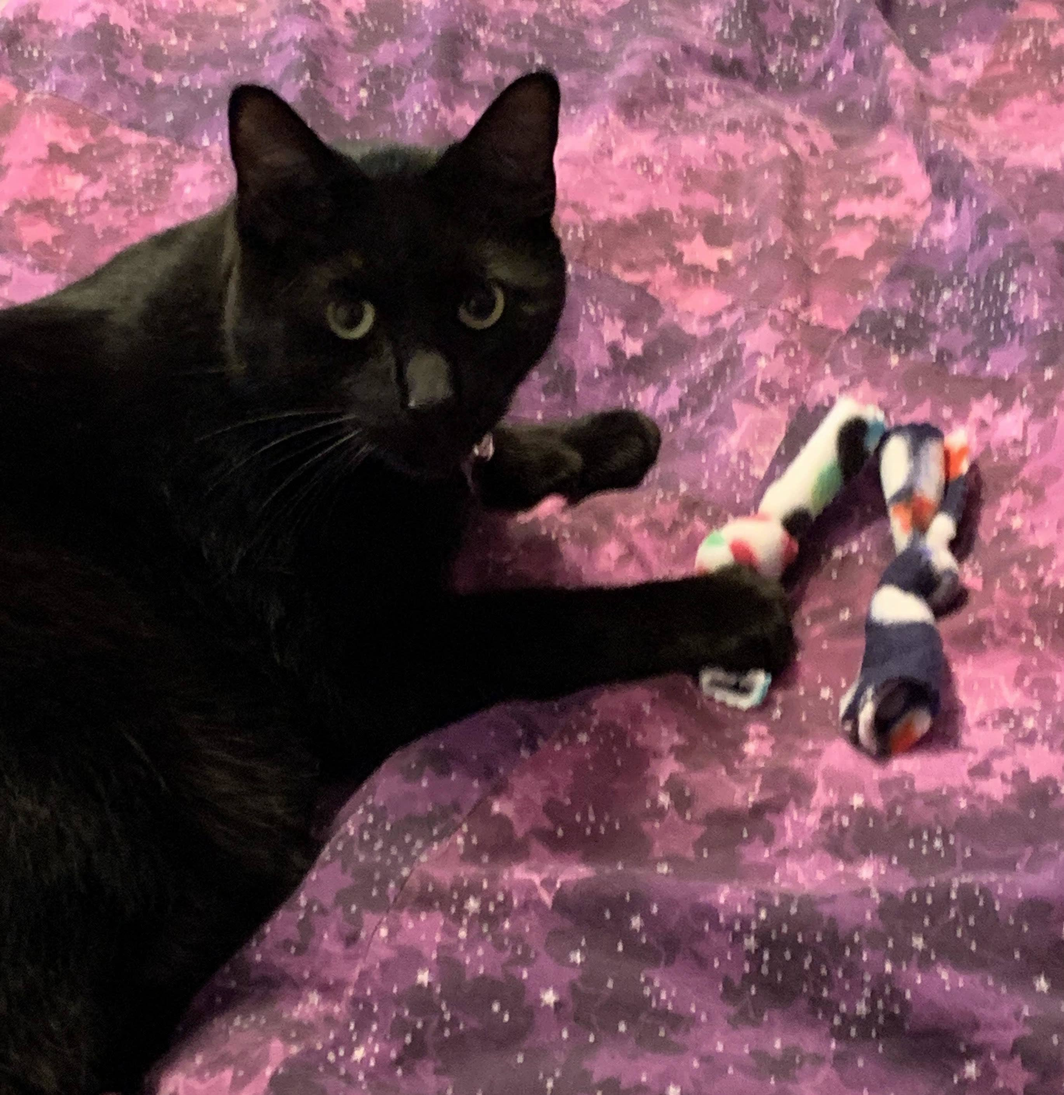 Catnip BowTies Image 1