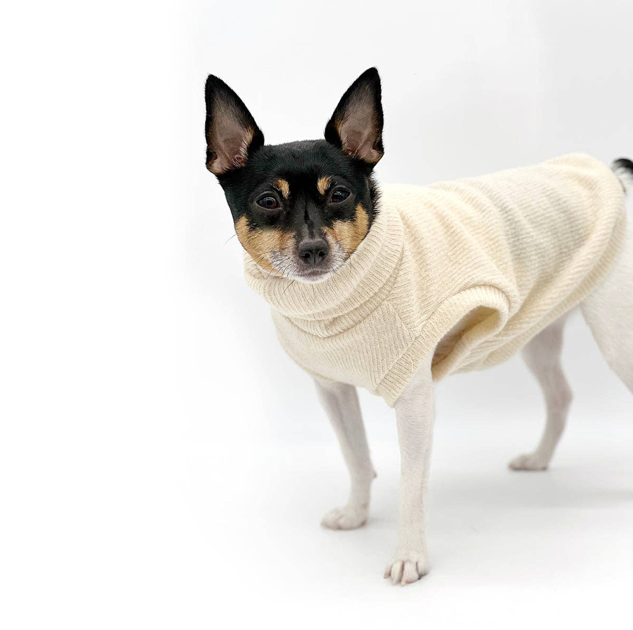 DCNY Dulce de Leche Sweater Image 1