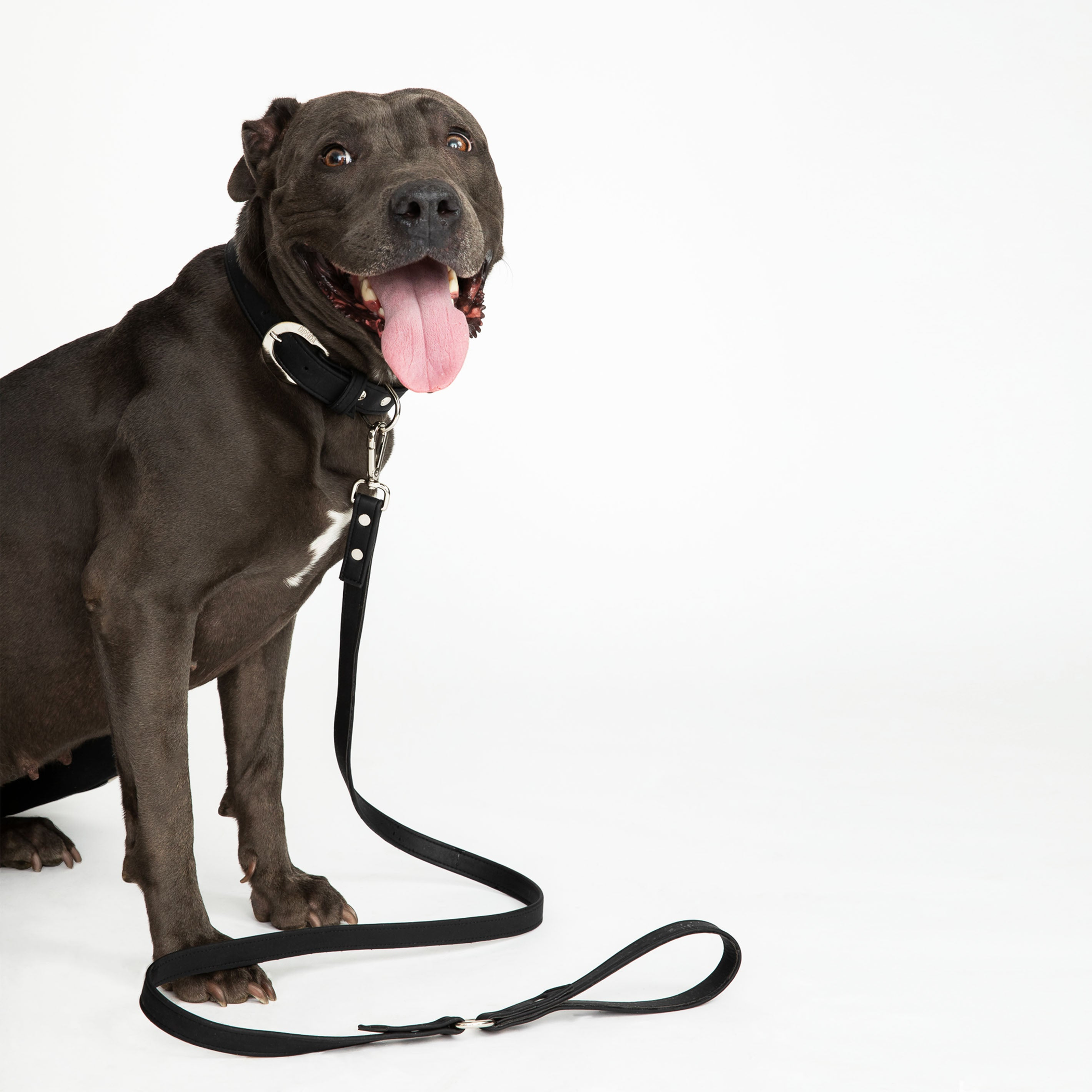 Midnight Black Cork Leather Leash Image 1