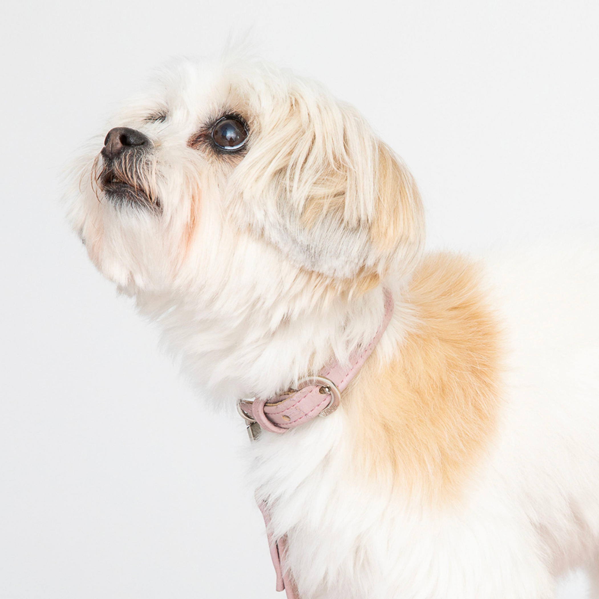 Love Pink Cork Leather Collar Image 1