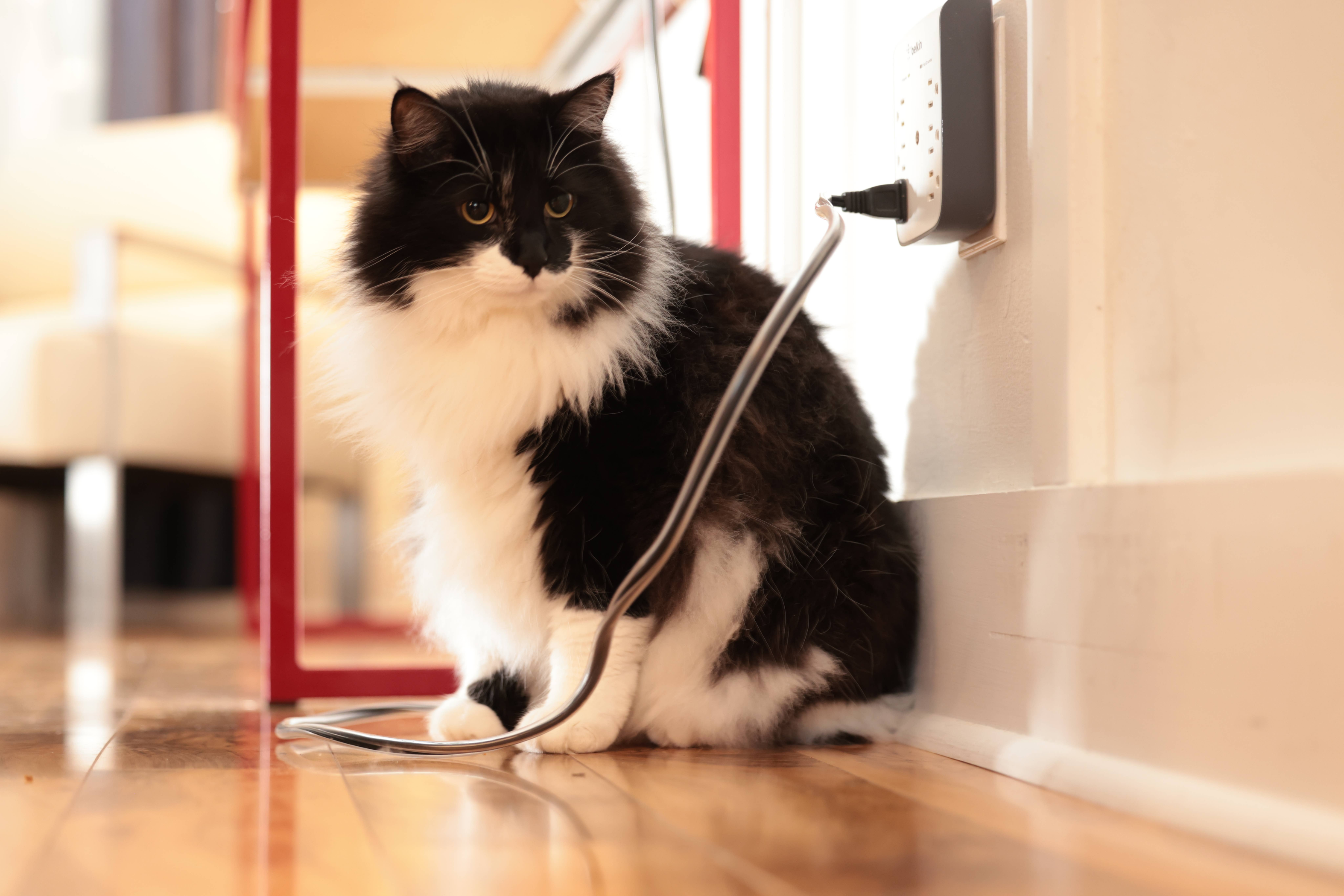 Cable Protector Prevents Pets From Chewing Household Cables Universal Size Fits Most Cables Safe For Dogs Cats Small Animals