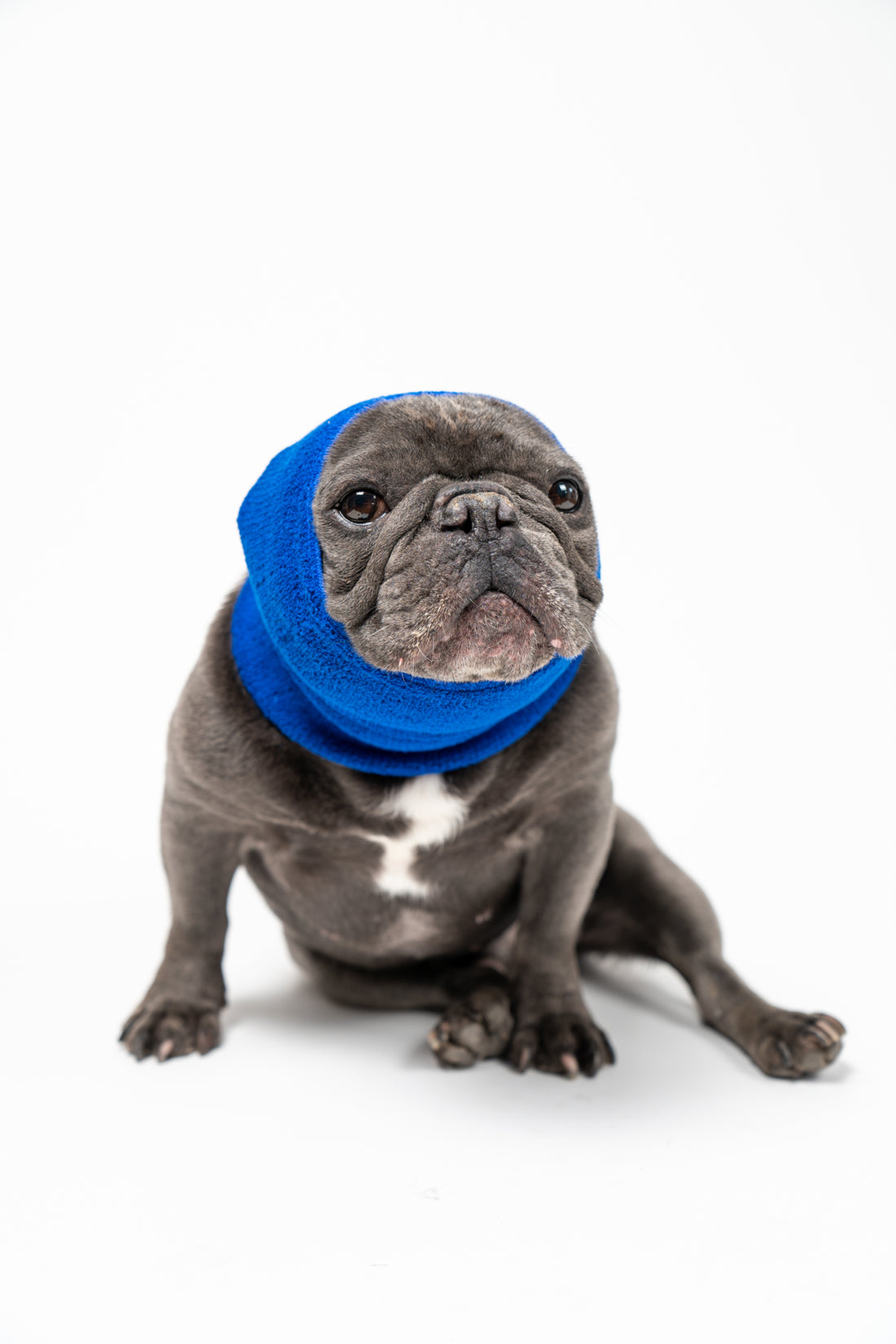PET HOODZ DOG HOODIES FOR ANXIETY Image 1